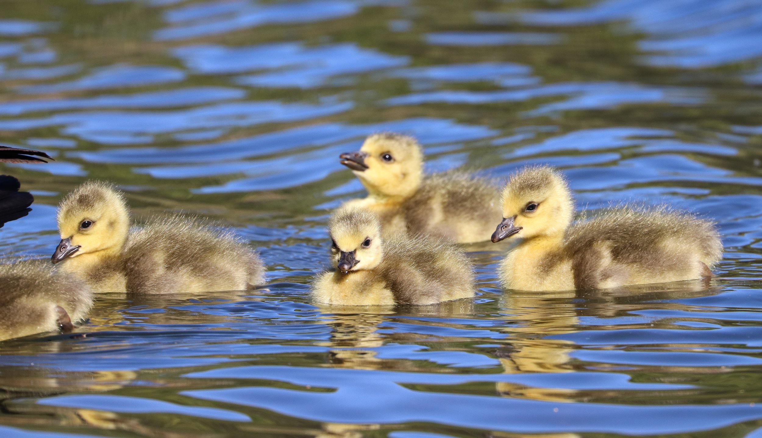 Canada Goslings