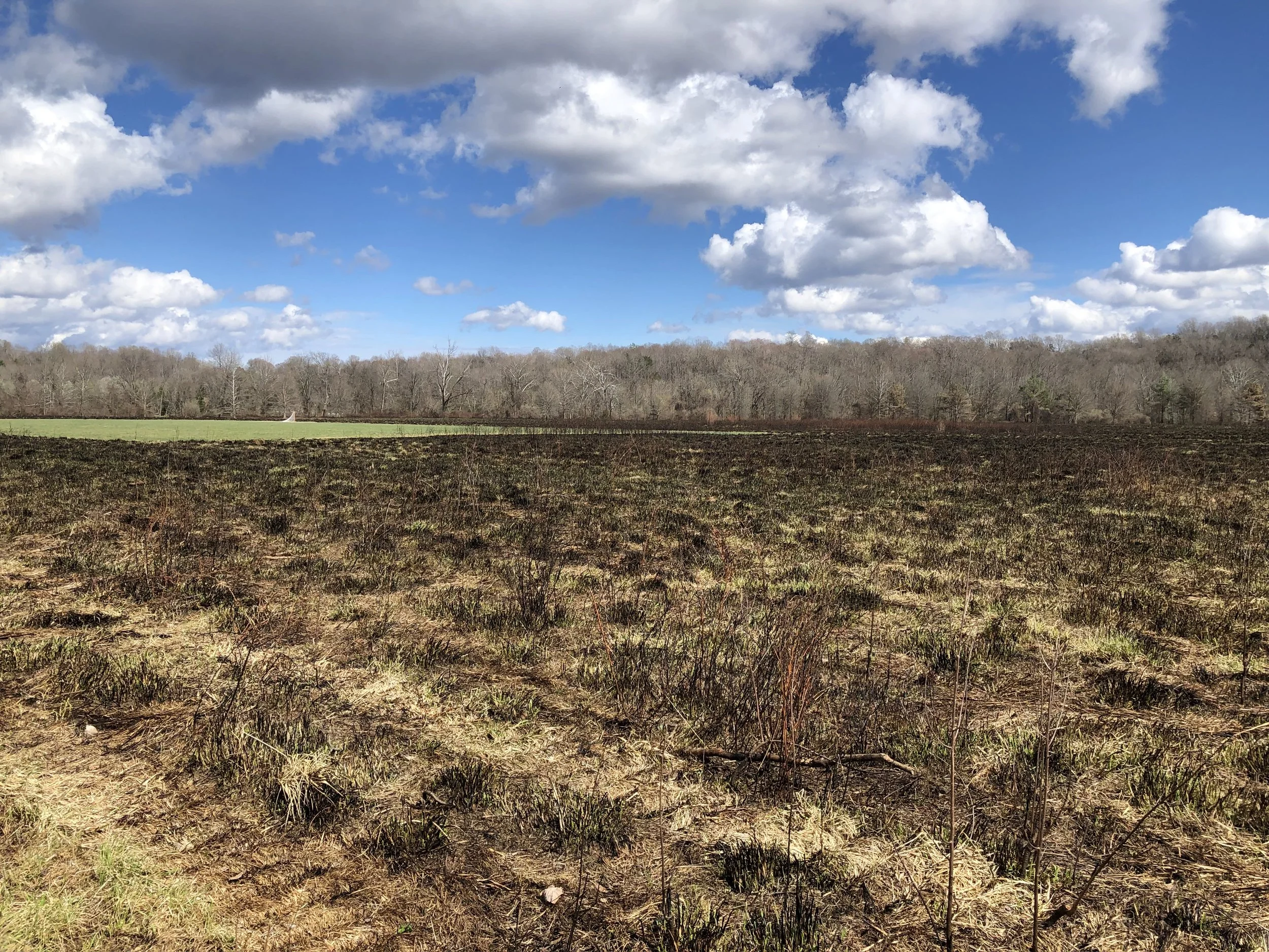 Still Meadow Trail — Birding Virginia