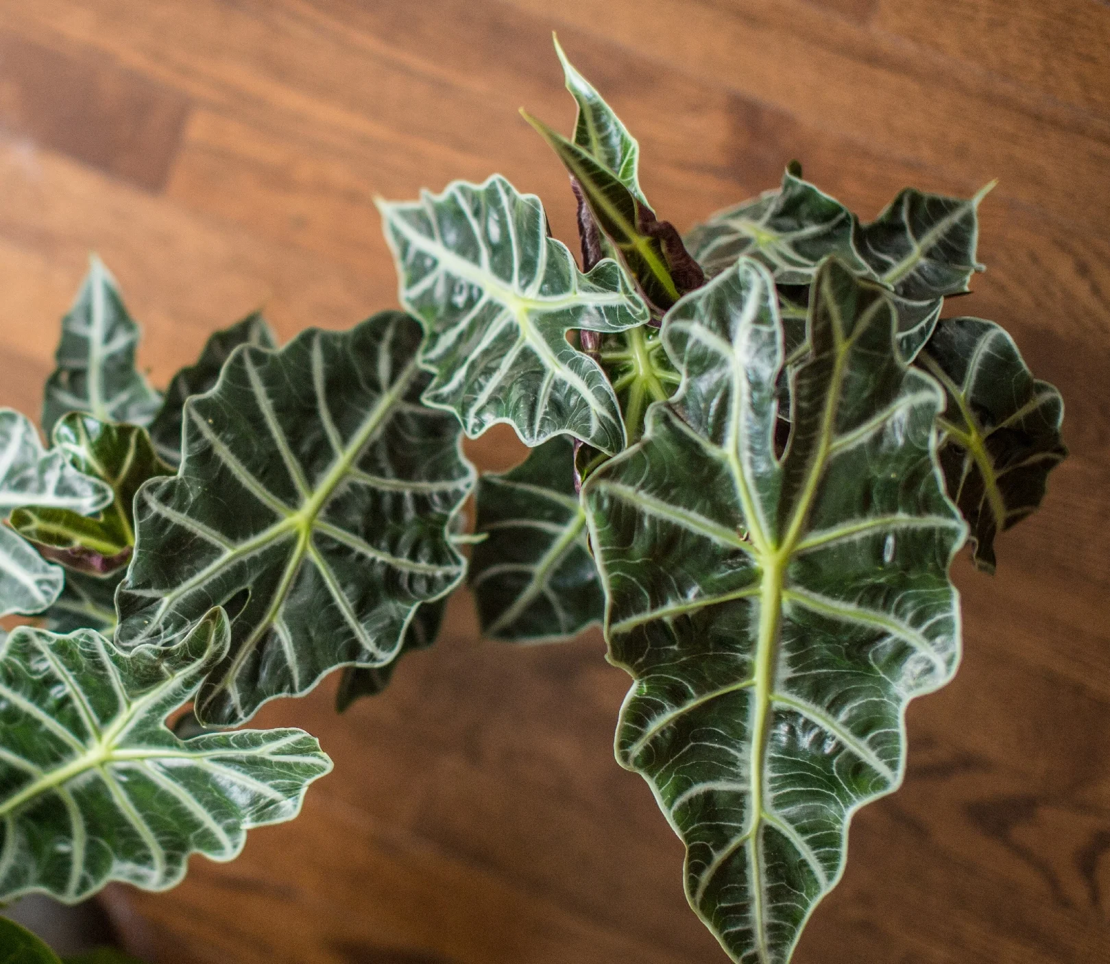 Alocasia.jpg