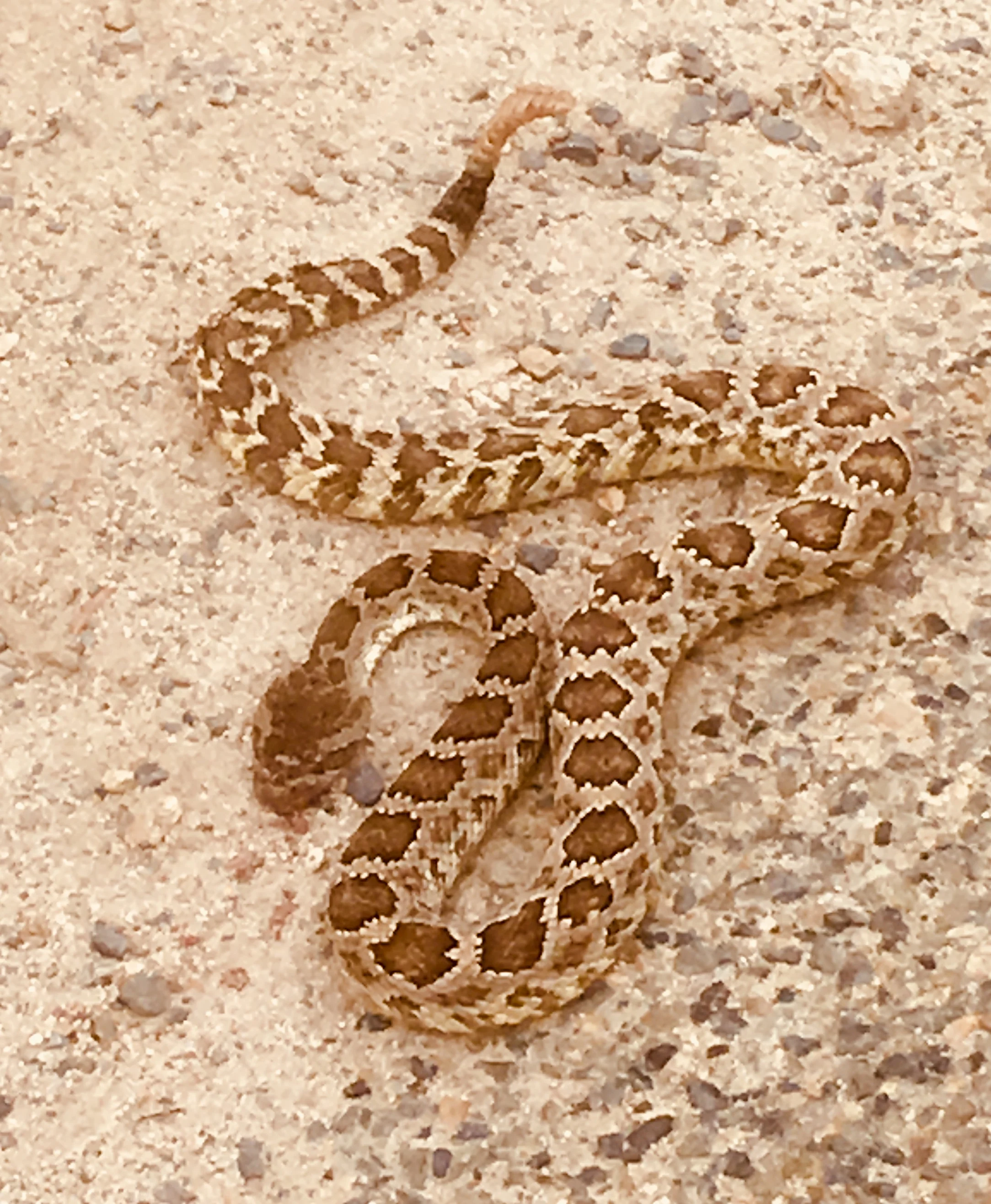 Just one of many rattle snakes along the way