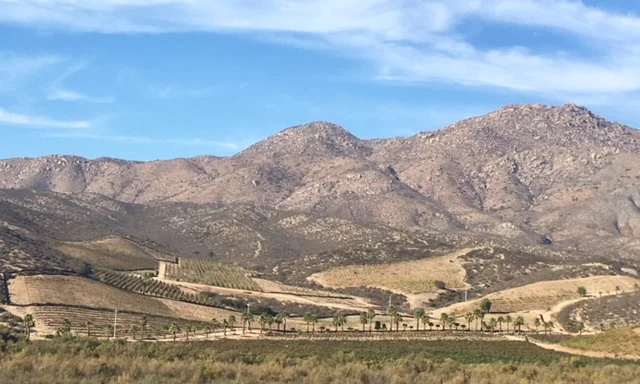The Vine country