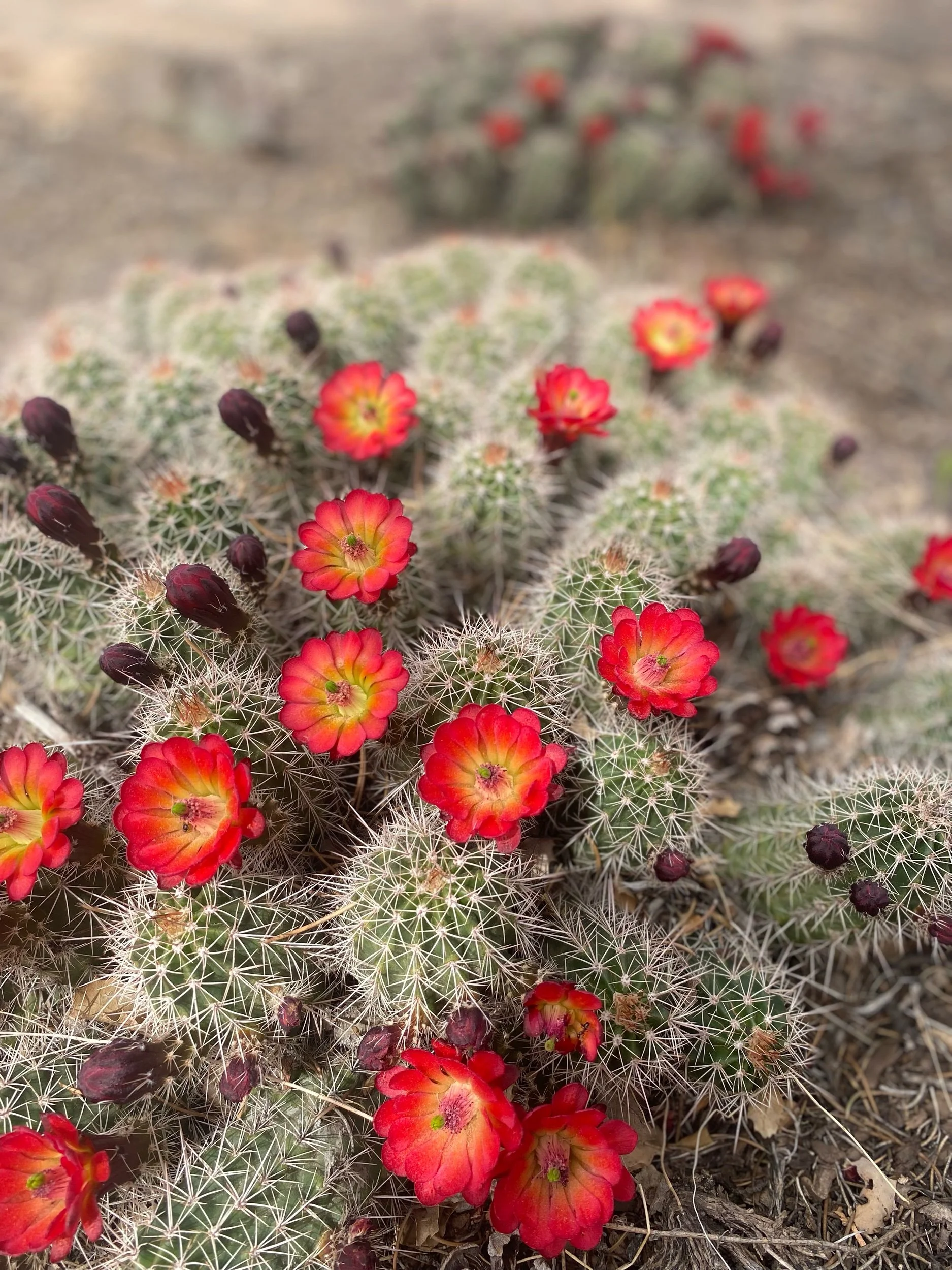 Happy Mother’s Day, Mother Earth