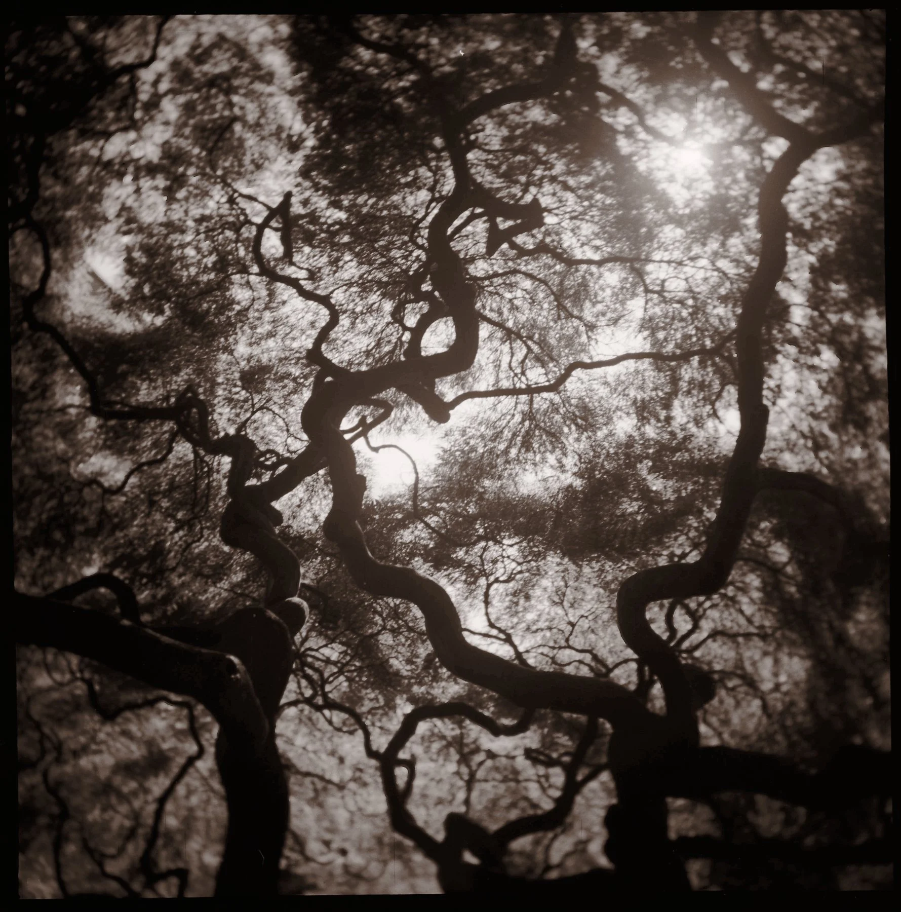 Holga_11.jpg