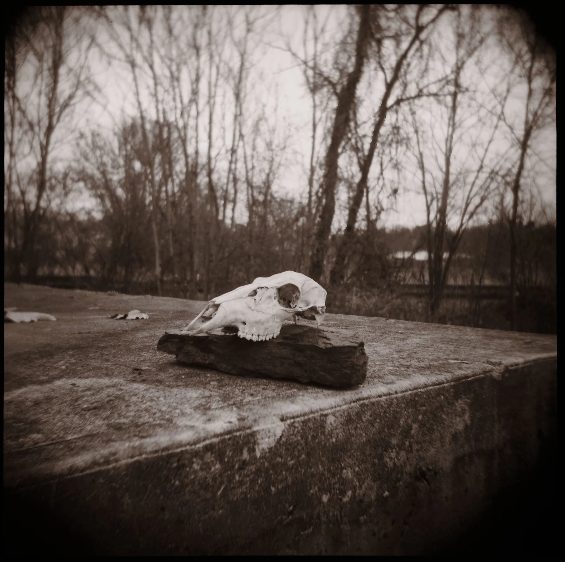 Holga_12.jpg