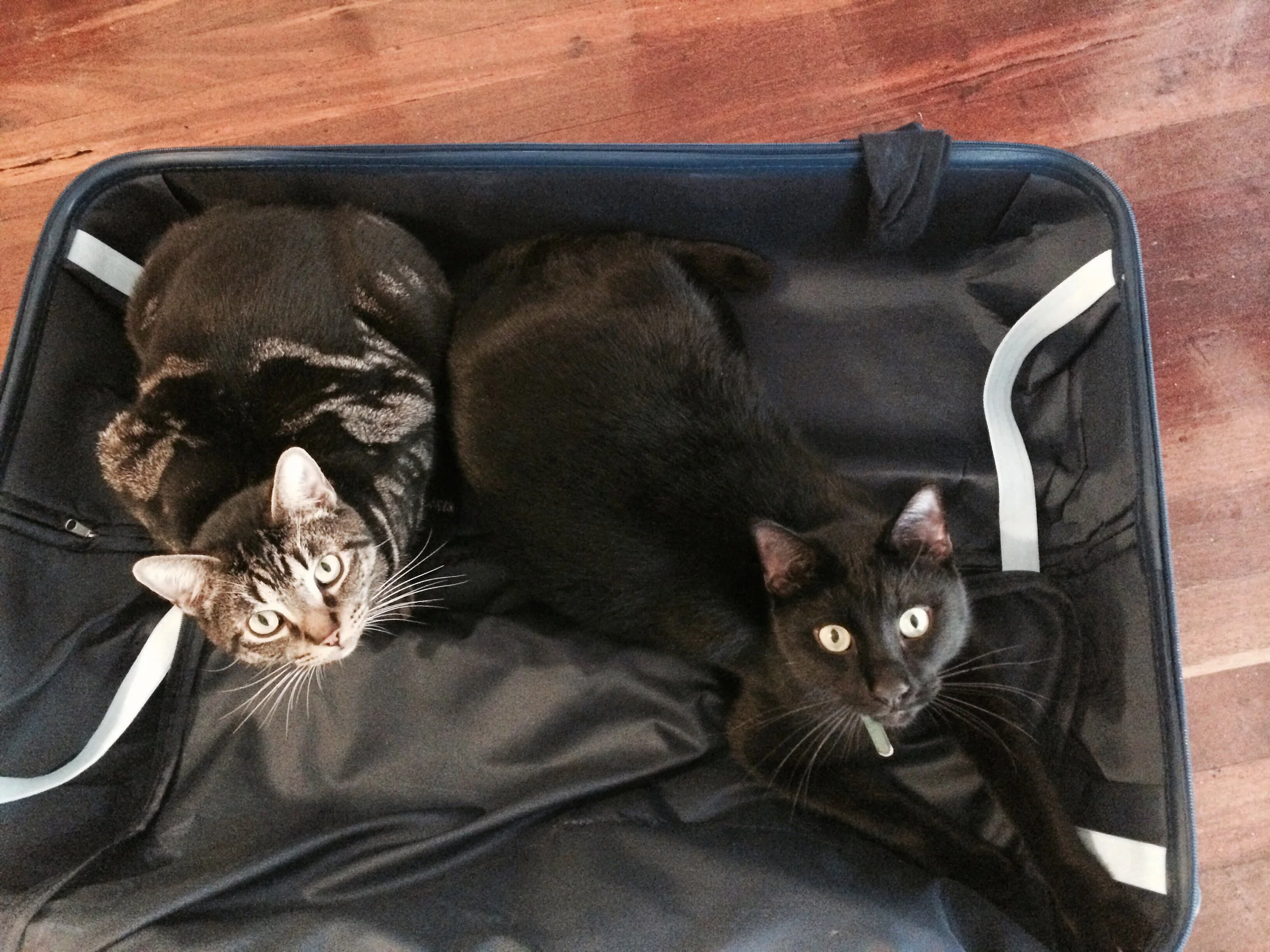 cats suitcase.jpeg