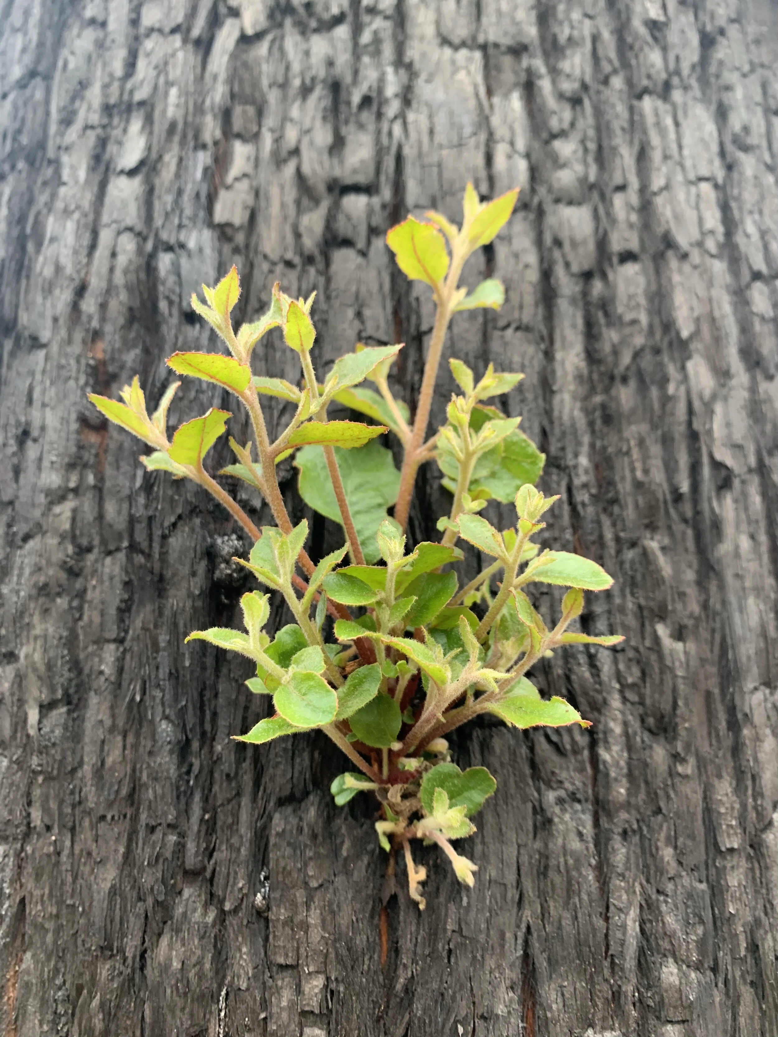 Three Poetic Fragments on Love and God: Easter Sunday, 2020