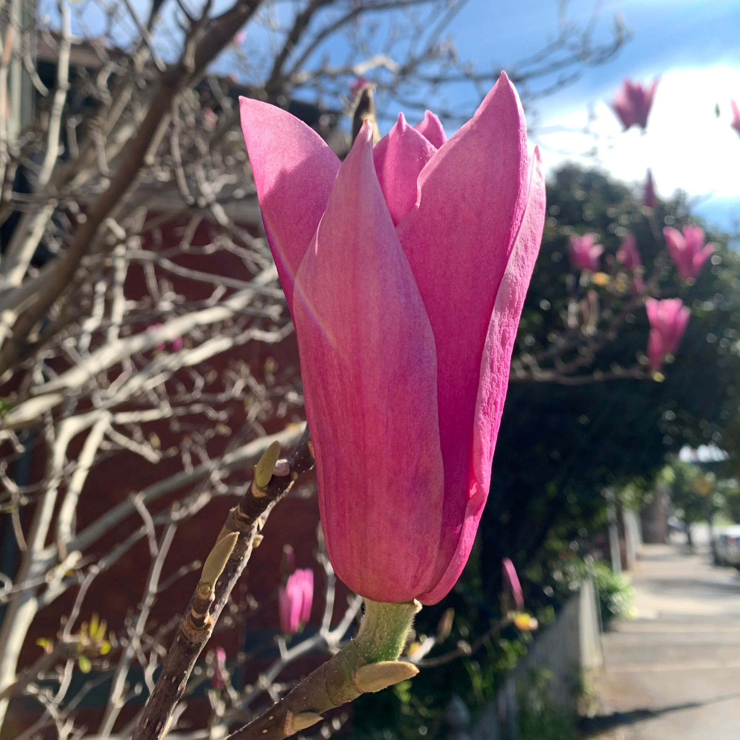 Melbourne Winter In Bloom