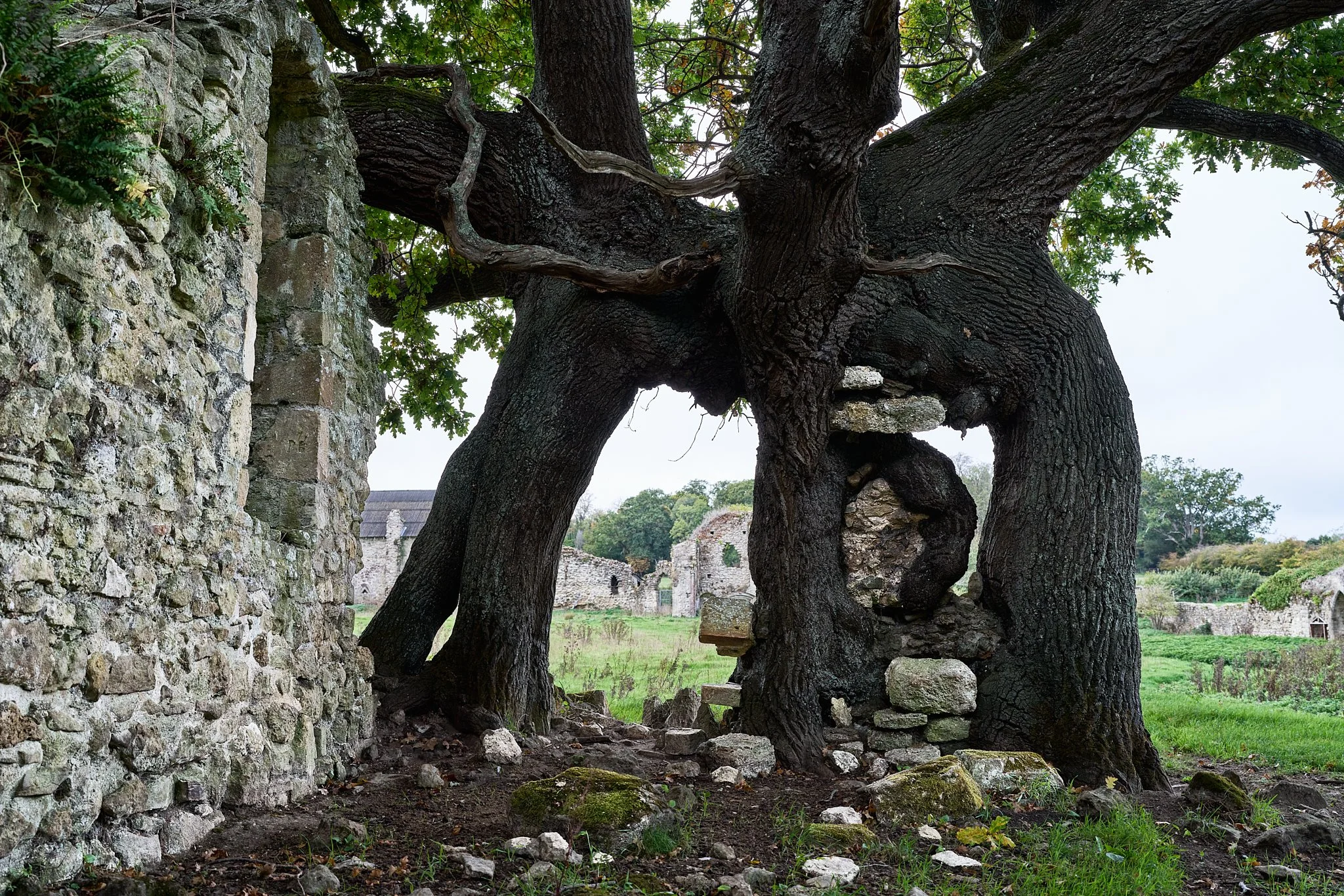 This documentary fieldwork photograph shows the medieval ruins of Quarr Abbey. It depicts a doorway to the infirmary chapel, now overtaken by nature and partly enveloped by a growing tree.