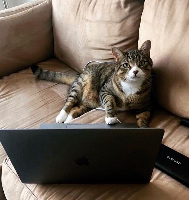 Happy Friday from one of our furry wfh coworkers! Dexter wants to know if it&rsquo;s the weekend yet...? #catsofinstagram #catcoworker #wfhlife #happyfriday