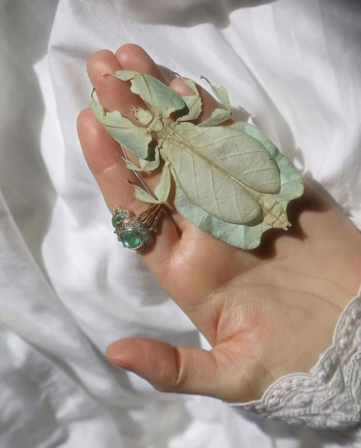 Daniela Villegas leaf insect by Karina Spritze.jpeg