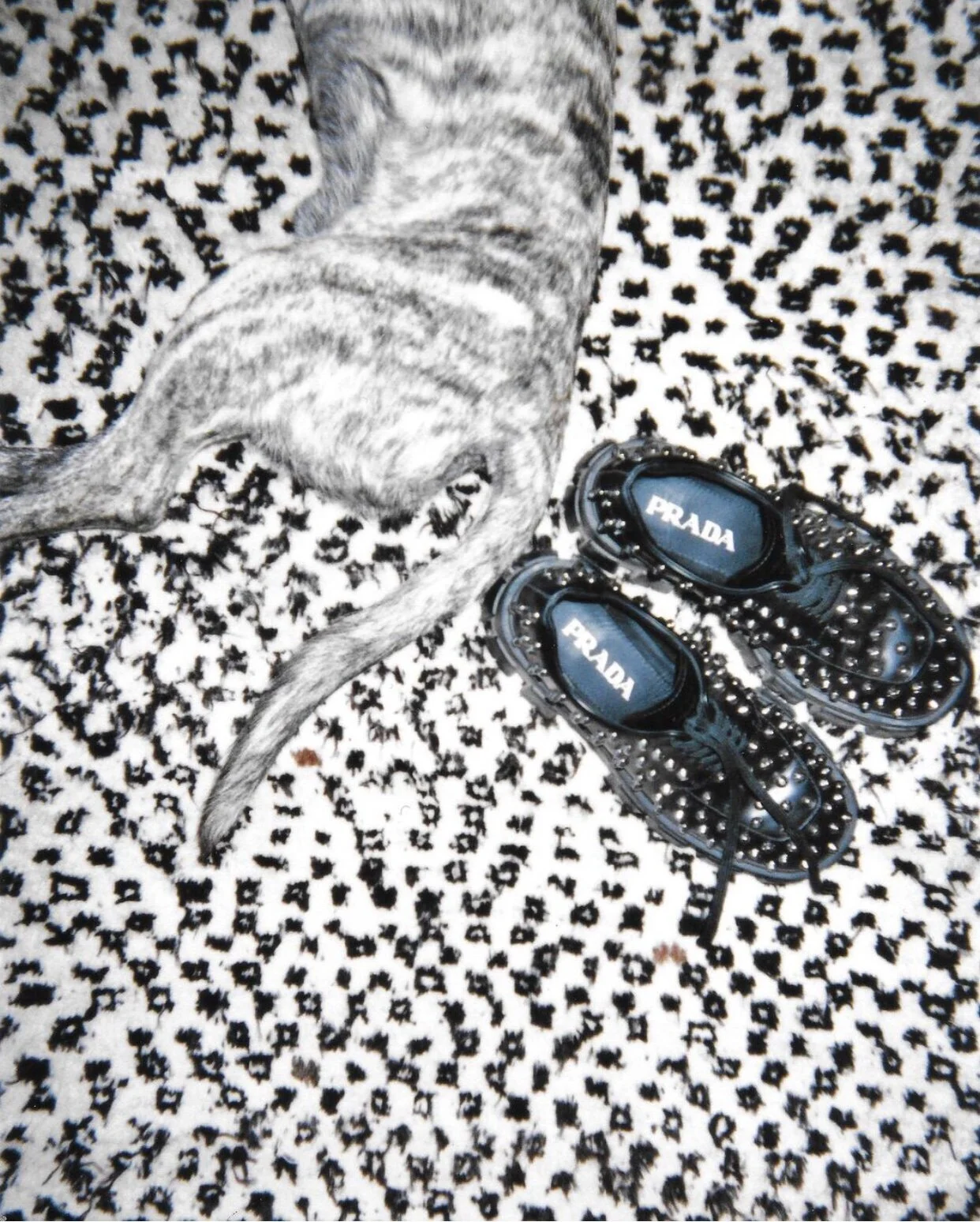 A Dog named Prada_Karina spritze.jpeg