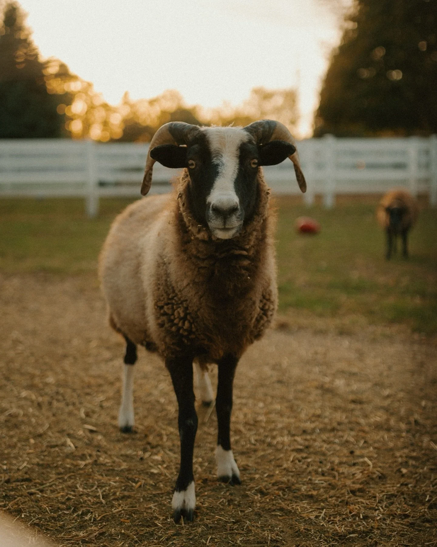 If you get married on a farm, the animals get a portrait session too. 🐄🫏🐐🦆🐓
-
-
-
#michiganweddingphotographer #detroitweddingphotographer #detroitwedding #michiganwedding