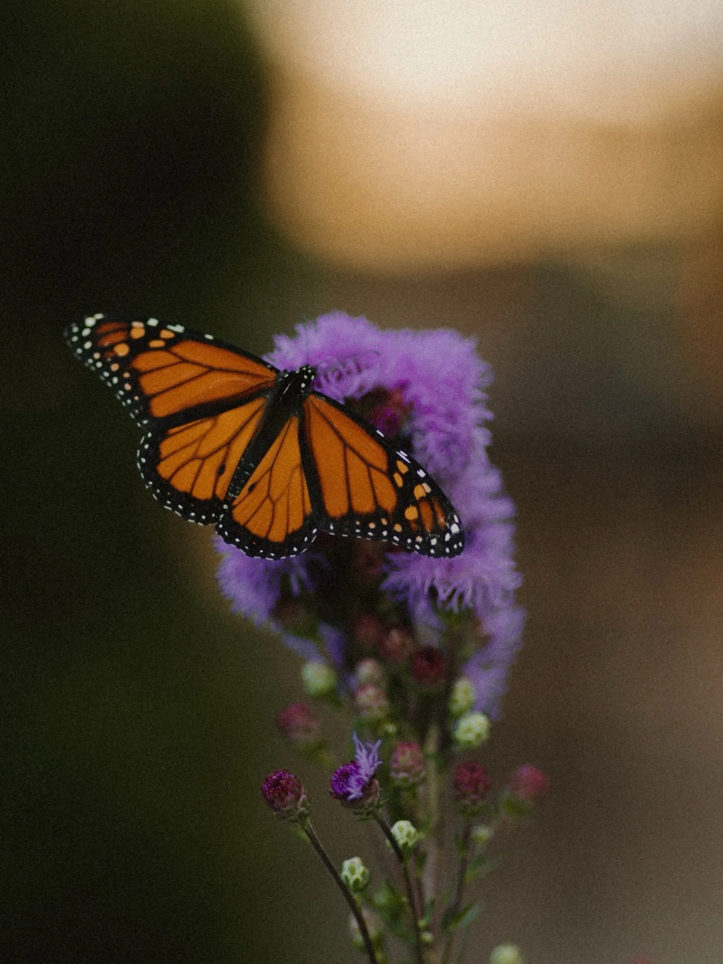 Pretty insects get portraits too. 🦋🐛🐞
-
-
#michiganweddingphotographer #michiganwedding #detroitwedding #detroitweddingphotographer #weddetroit