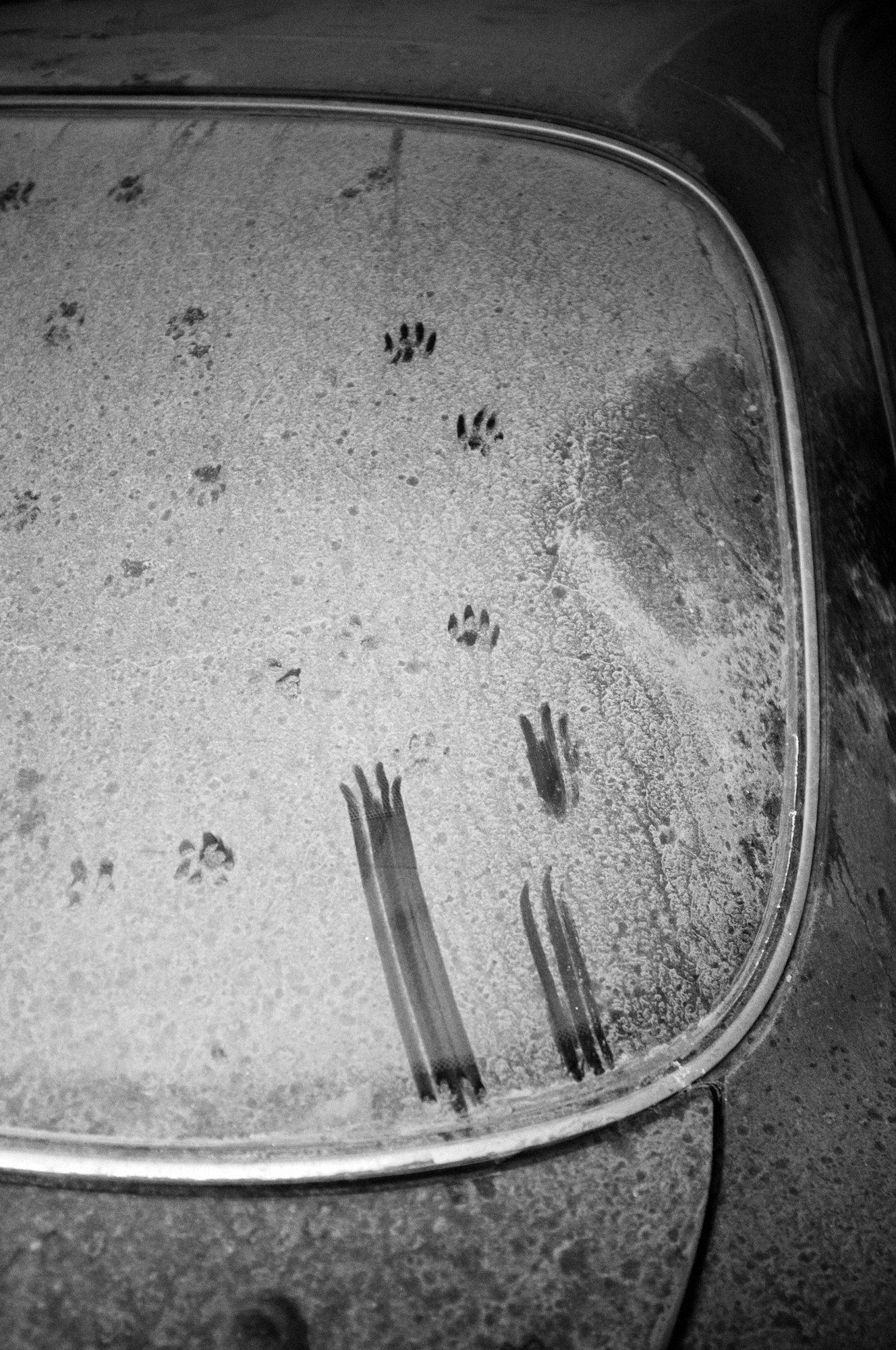 paw-prints1.jpg