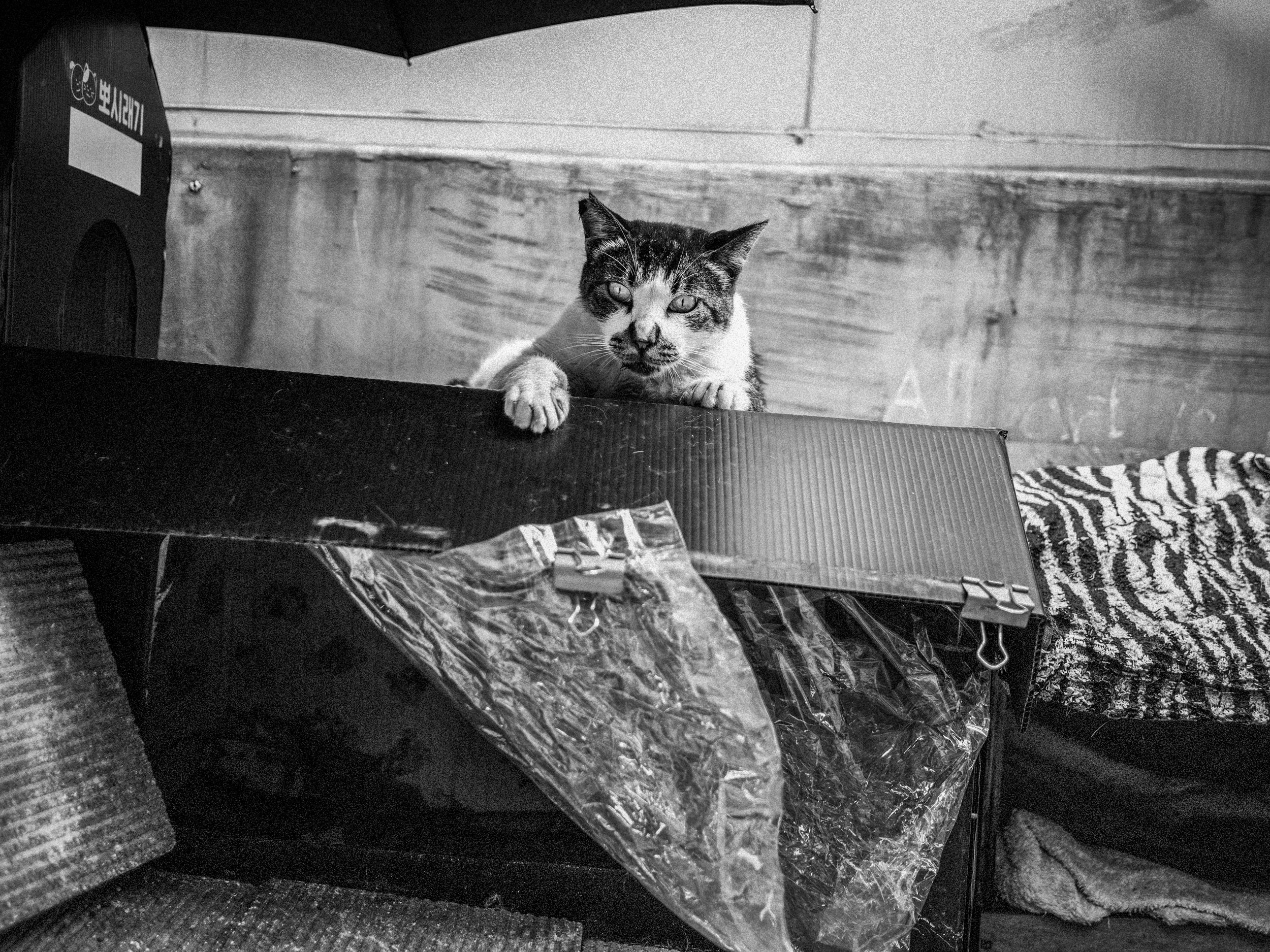 20220815_street_0168-cat-on-box-under-brollie.jpg