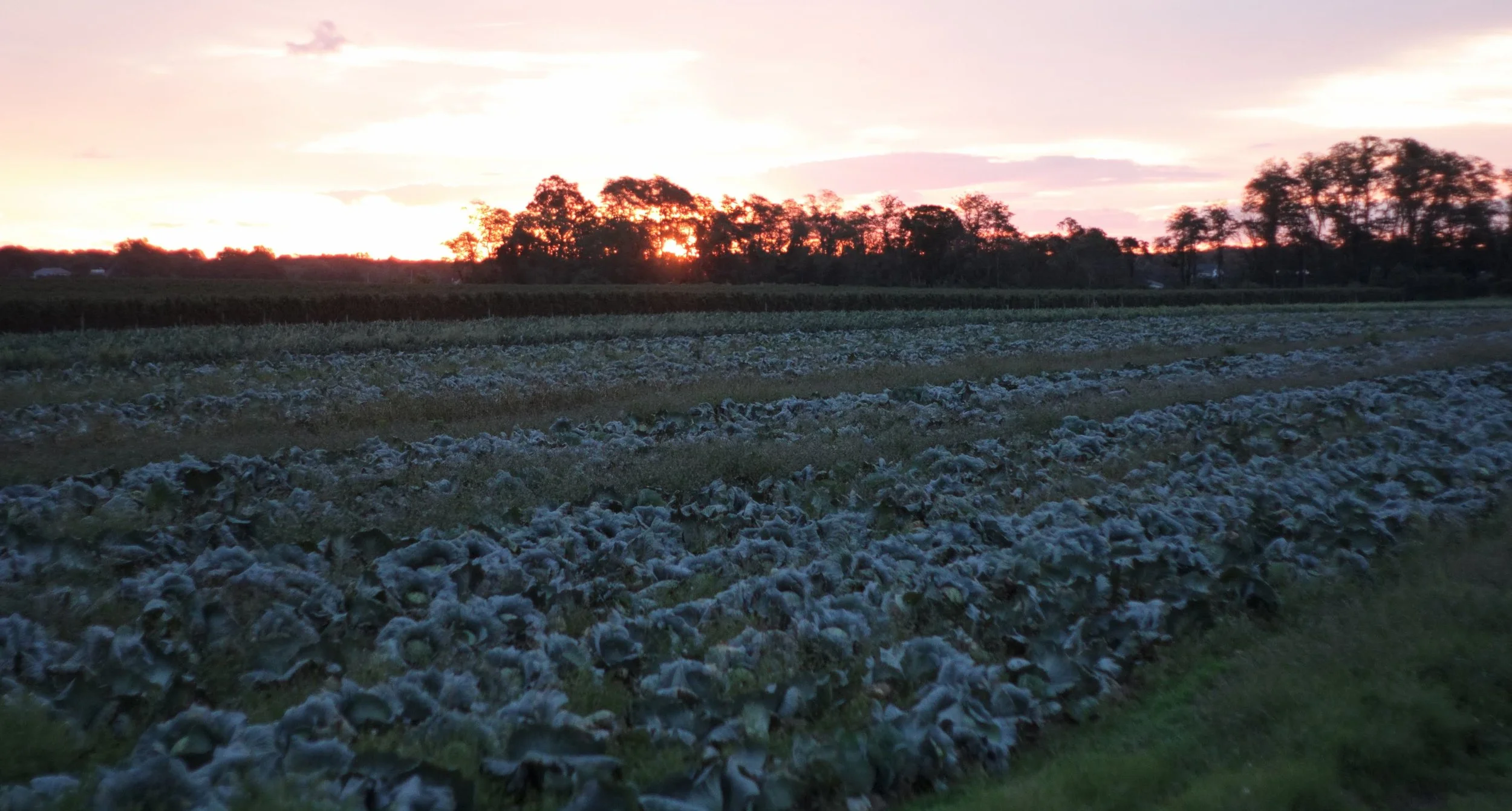 a field of cabbage - yeah that's the cover.jpg