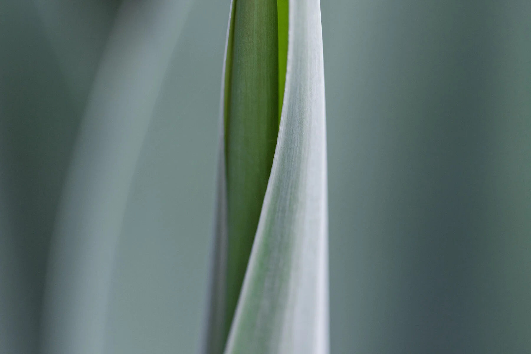 Lifetime-Therapy-Celebration-of-the-Body-Weekend-Workshop-February-2020-Josh-Calabrese.jpg