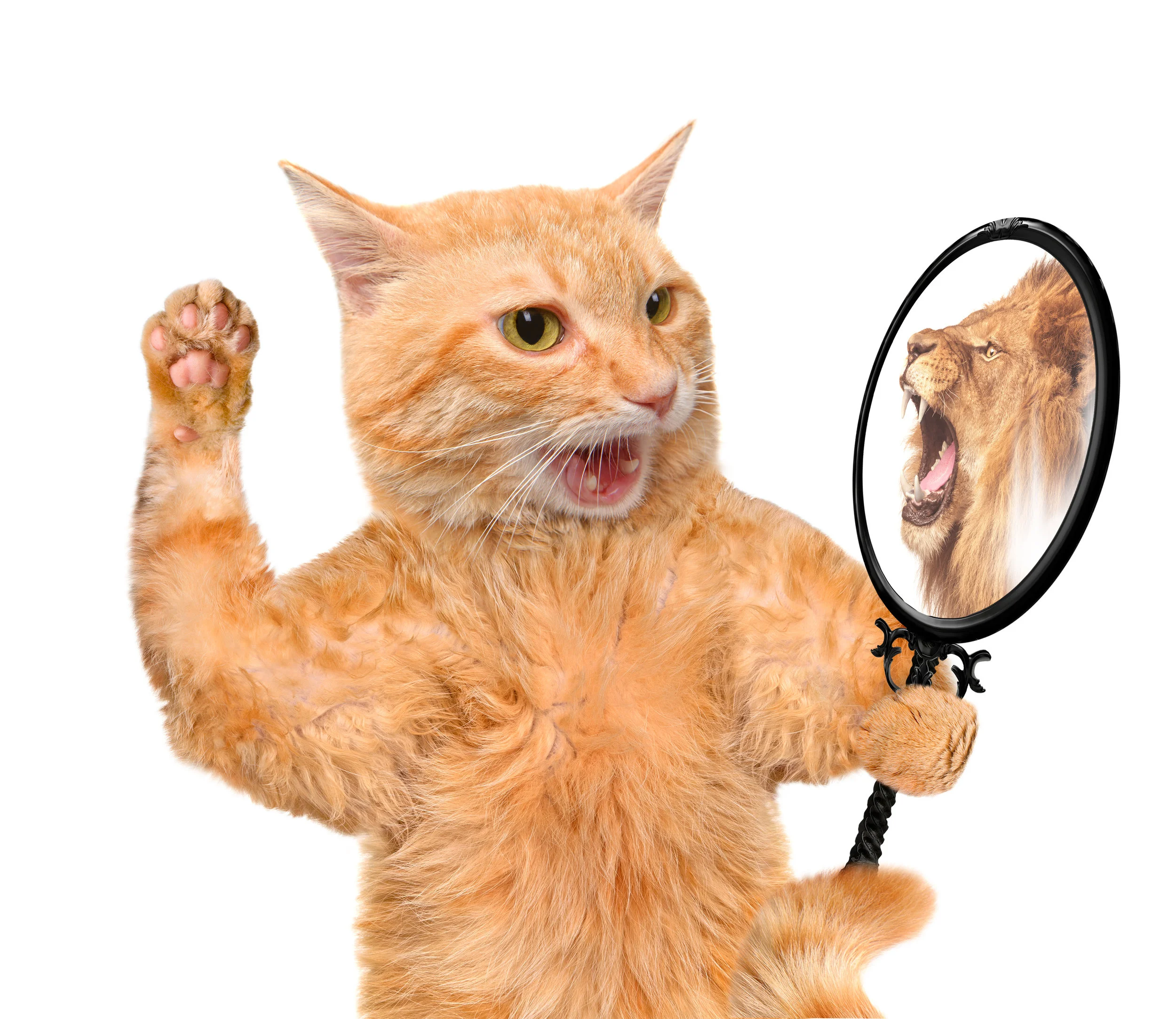 Cat mirror lion.jpg