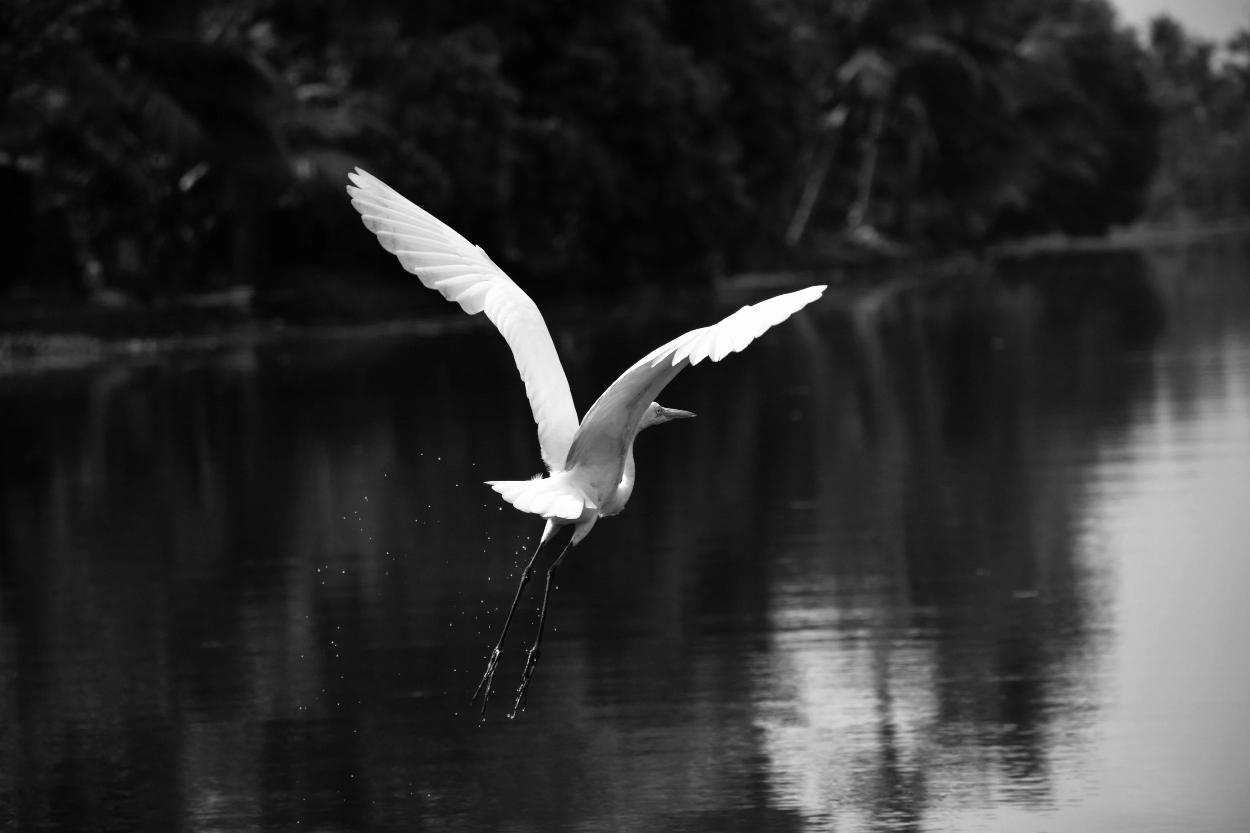 Crane_lake.jpeg