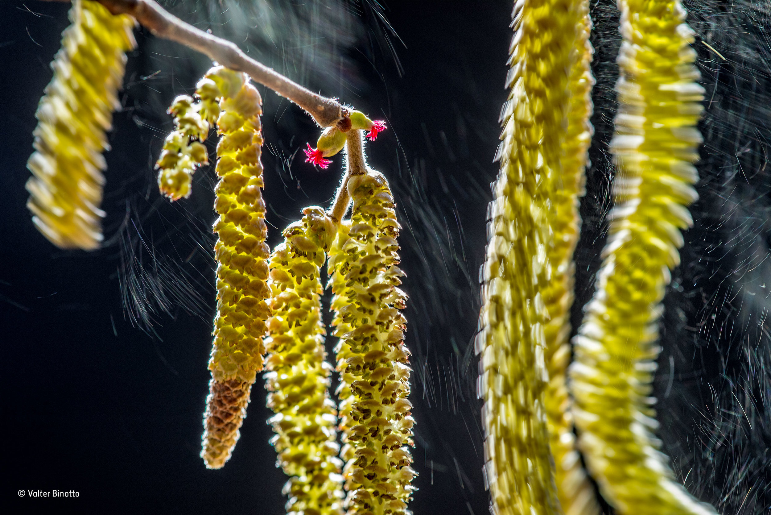  © Valter Binotto_Wildlife Photographer of the Year_ Plants winner 