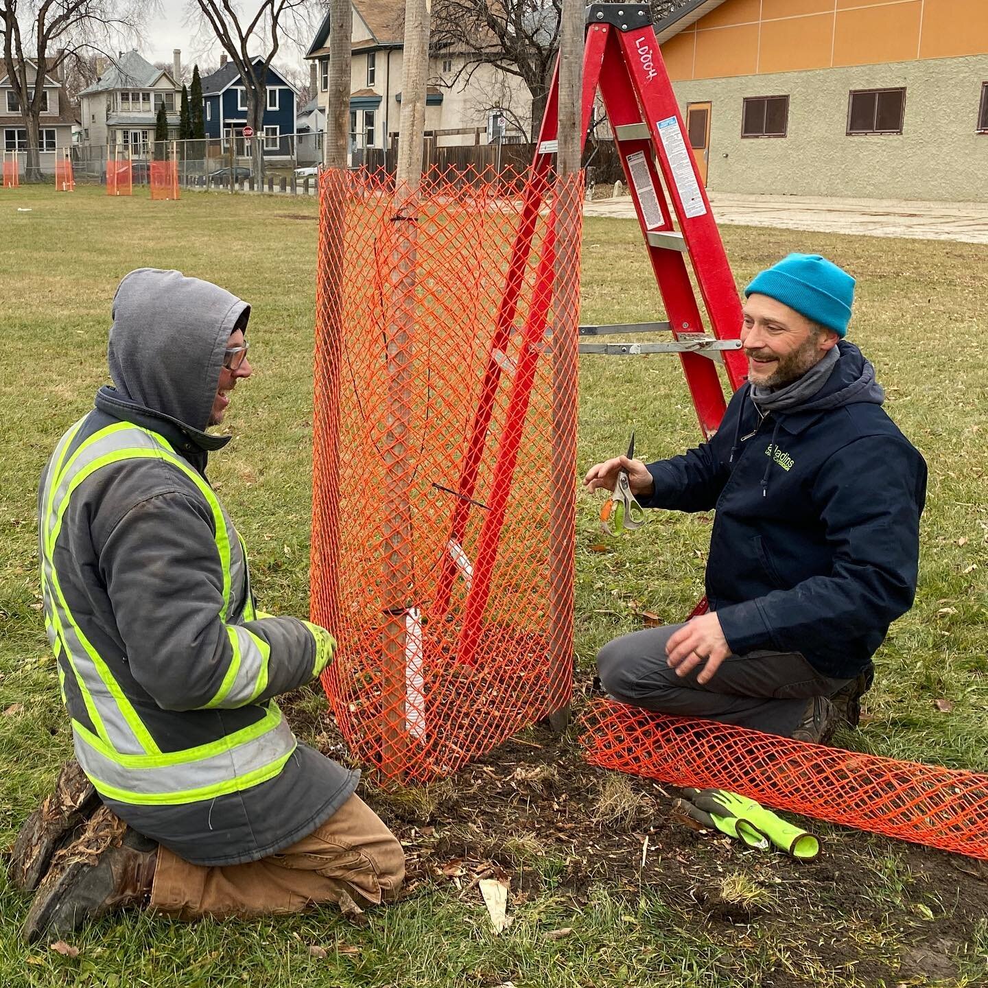 Some winter protection for newly planted trees is a good idea. Instead of metal T-posts and wire mesh we went for wooden stakes and plastic winter fencing. Not just protecting the trees but kids running through Isaac Brock field. Way to go @svrawinni