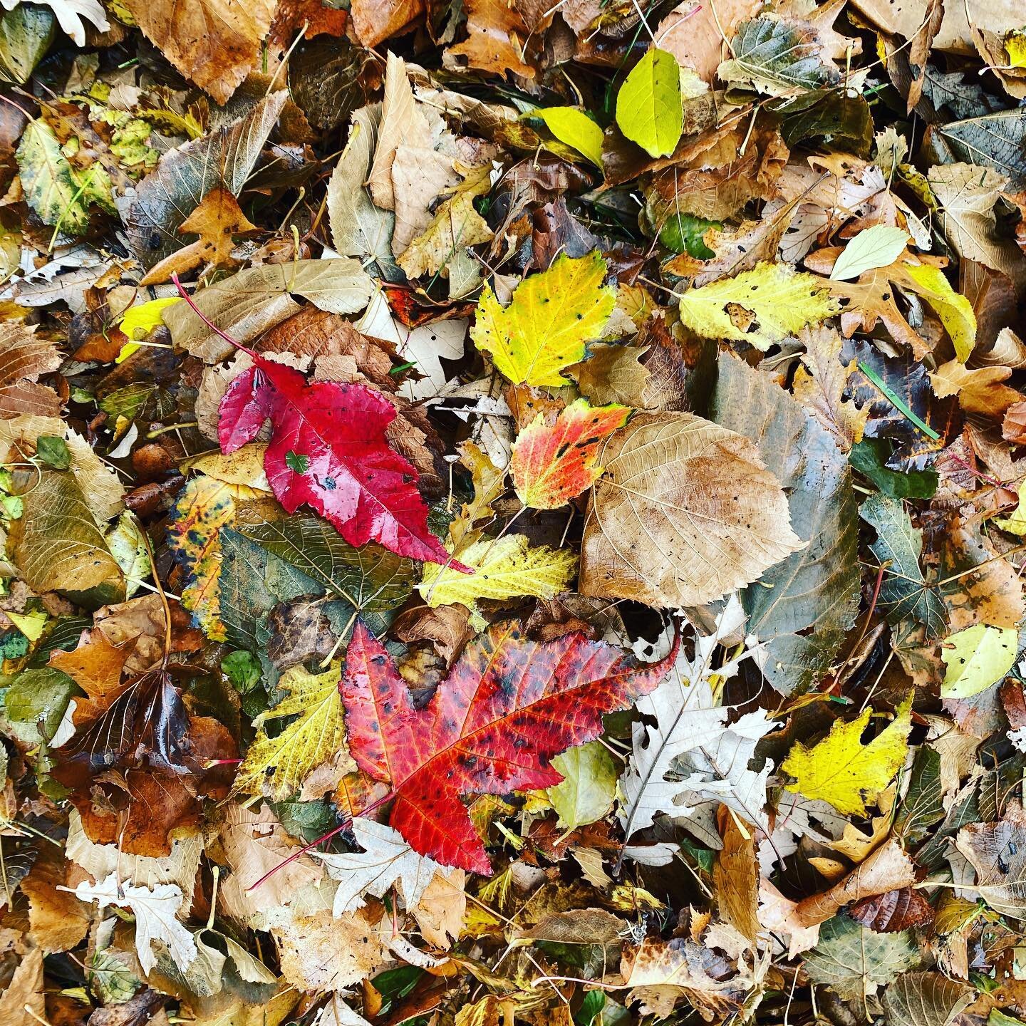 Fall colours. Fall clean-up. 🧹 #winnipeglandscaping #winnipeg #landscaping #landscapemaintenance #leaves #fall #fallcolours #fallcolors #manitoba #fallcleanup #seasons #autumn #autumnleaves