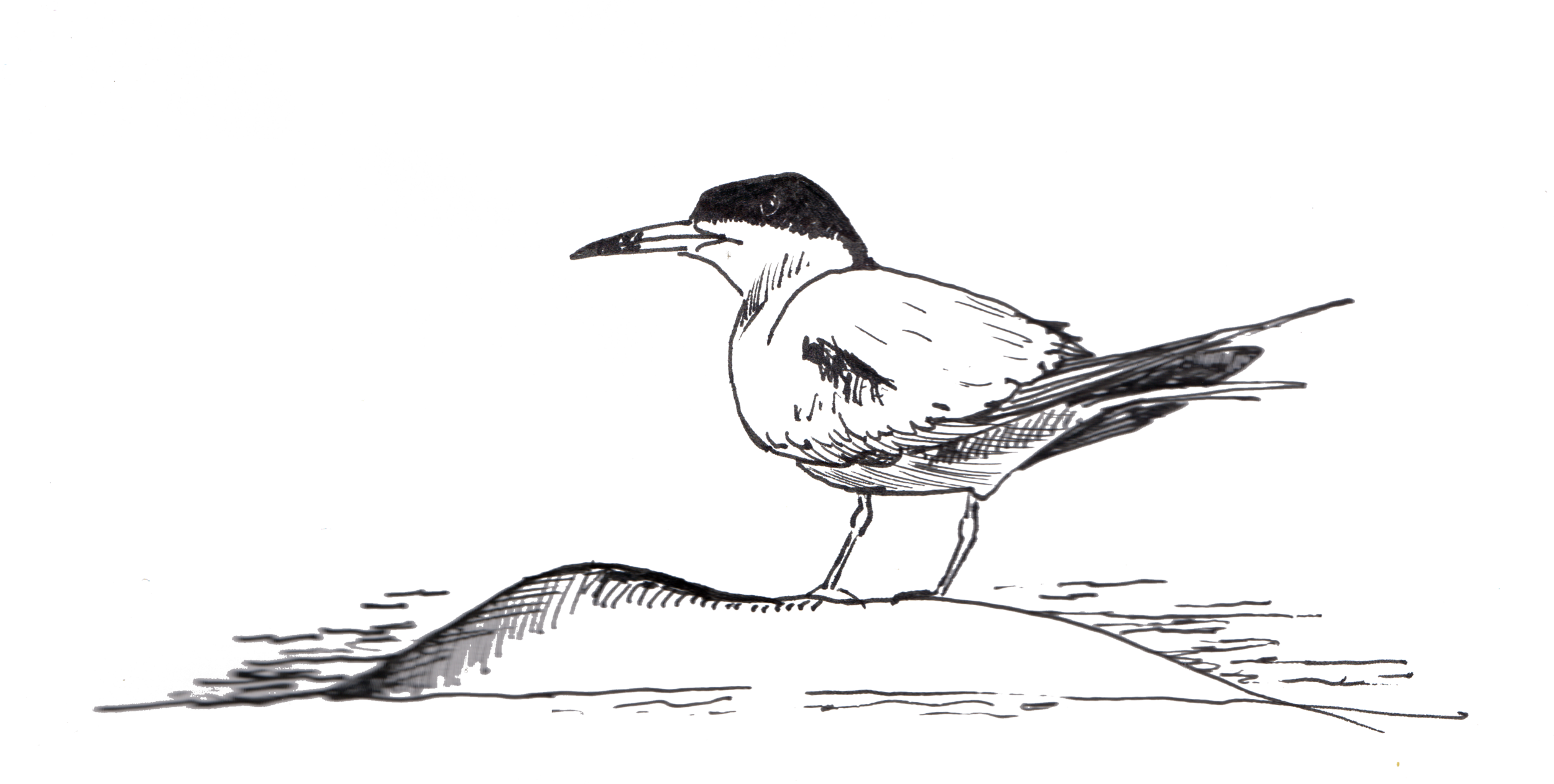 common tern.png