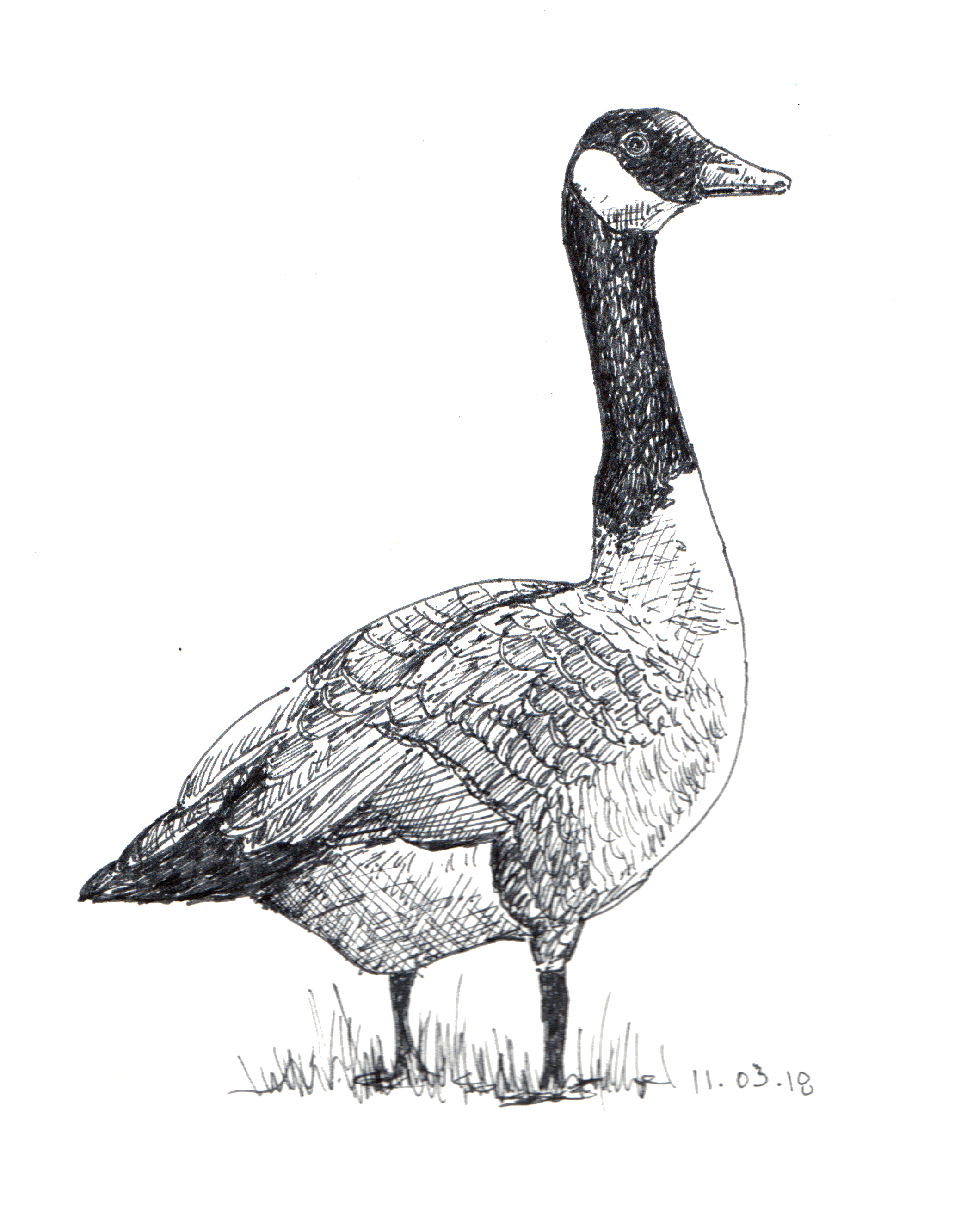 canada goose.png