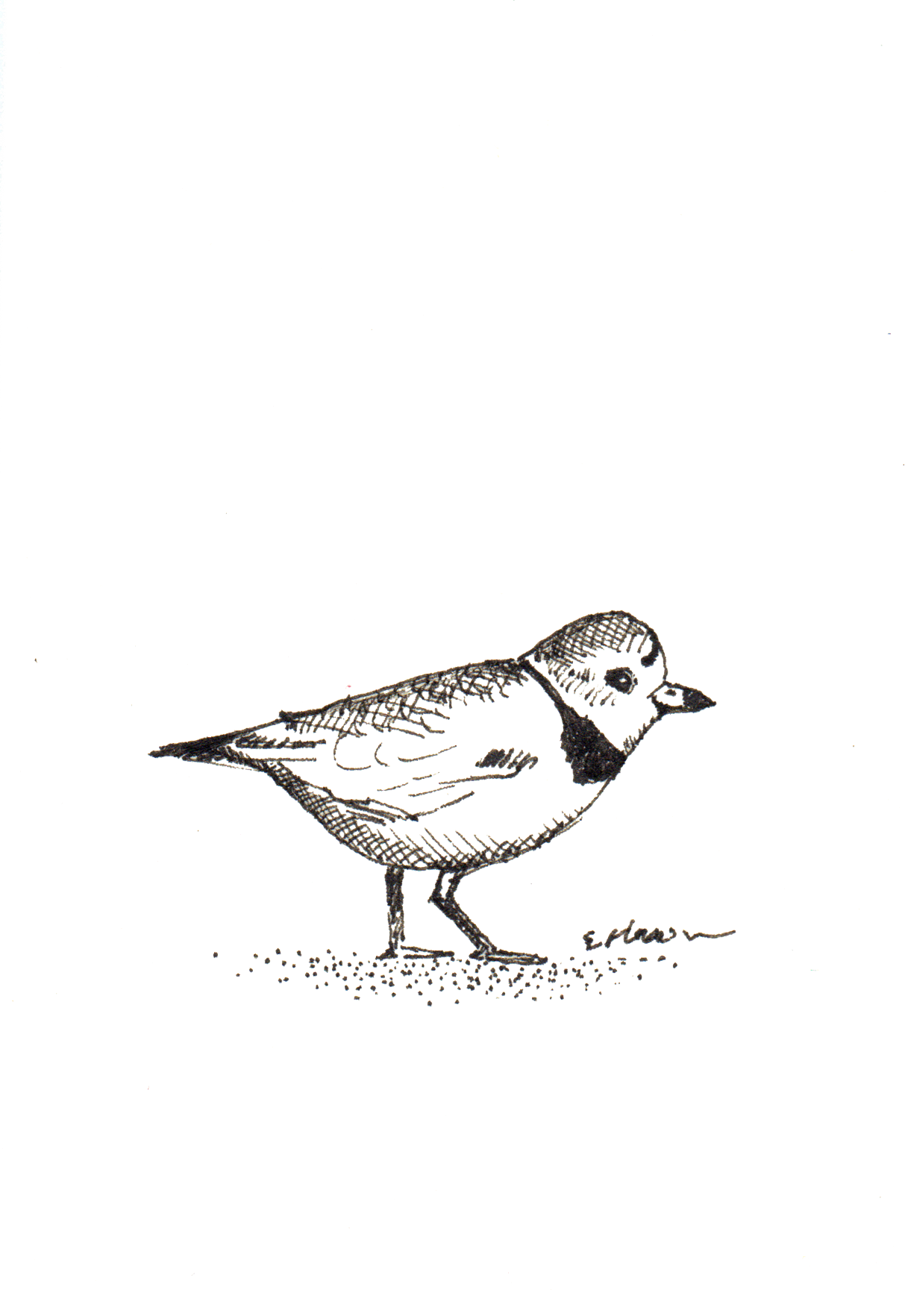piping plover.png