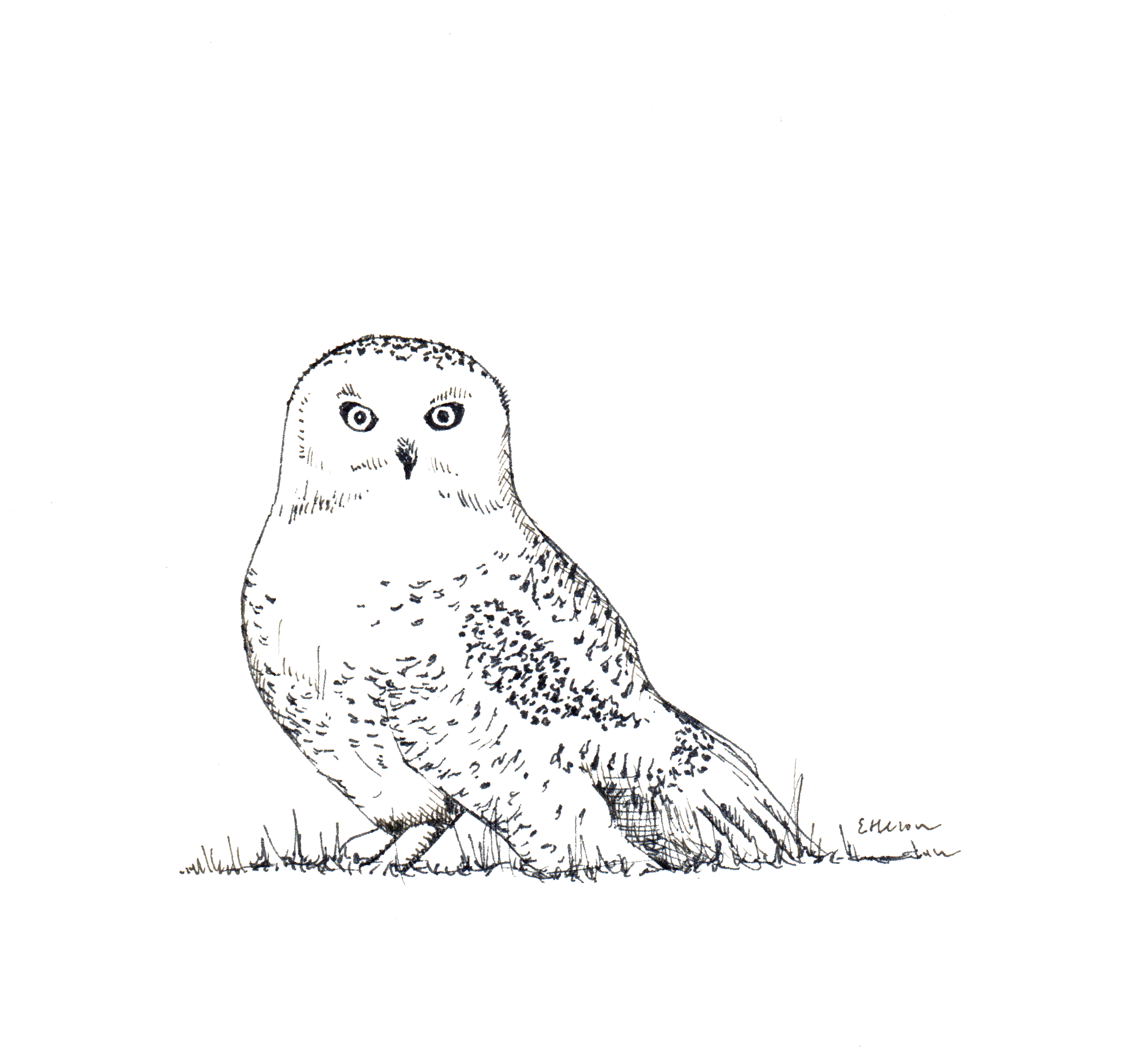 snowy owl.png