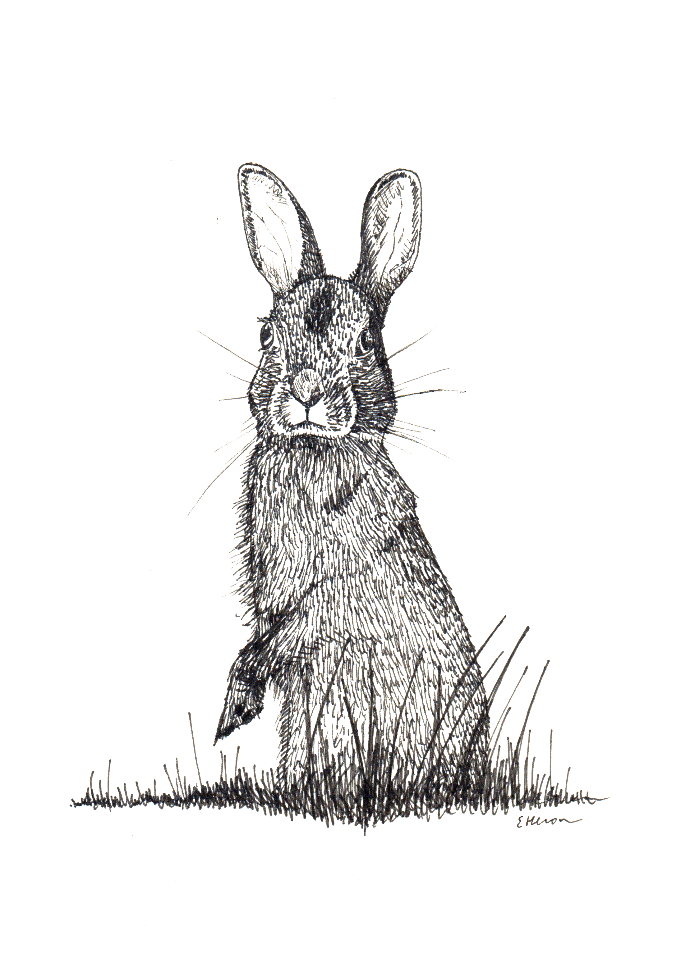cottontail.png