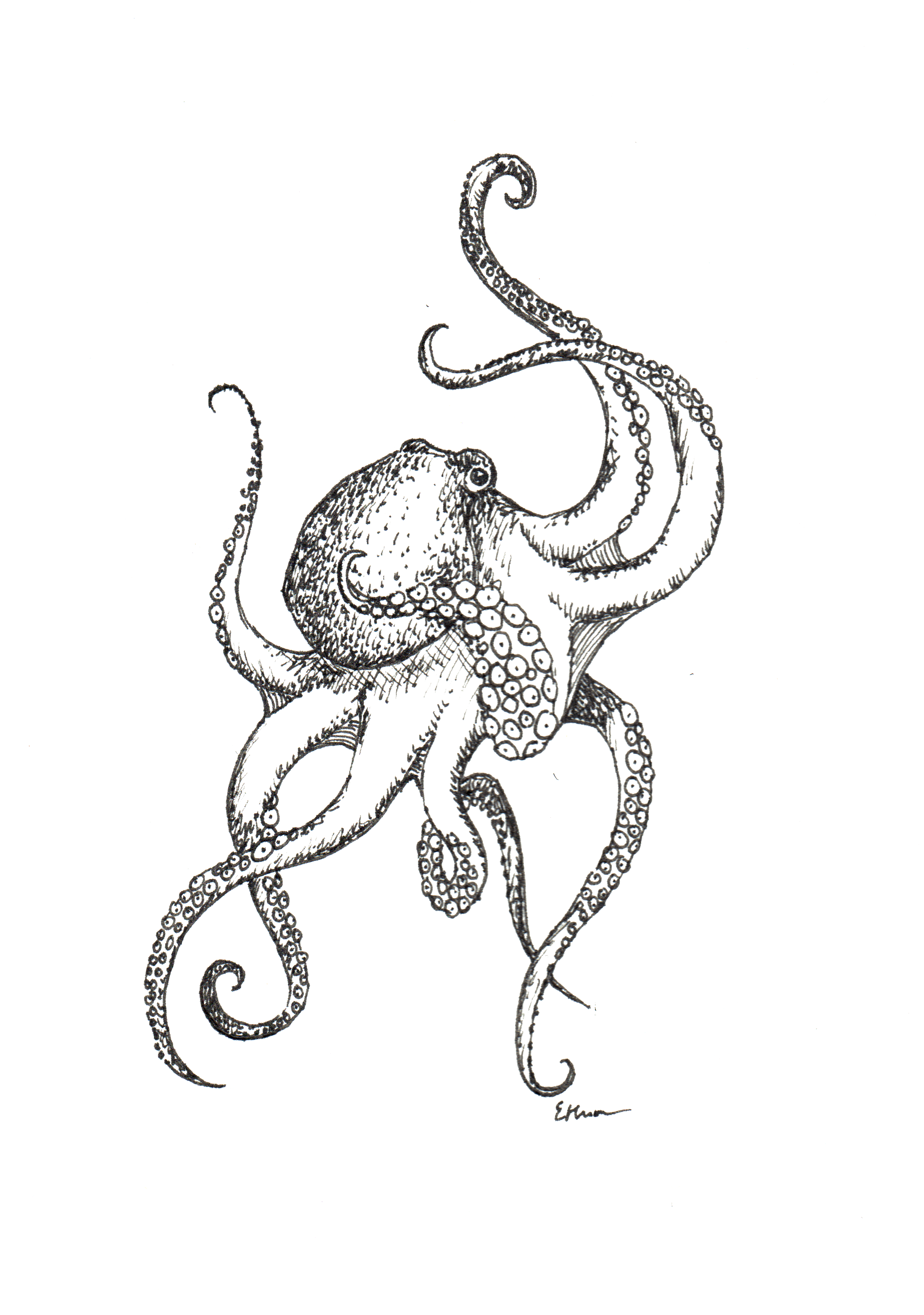 octopus.png
