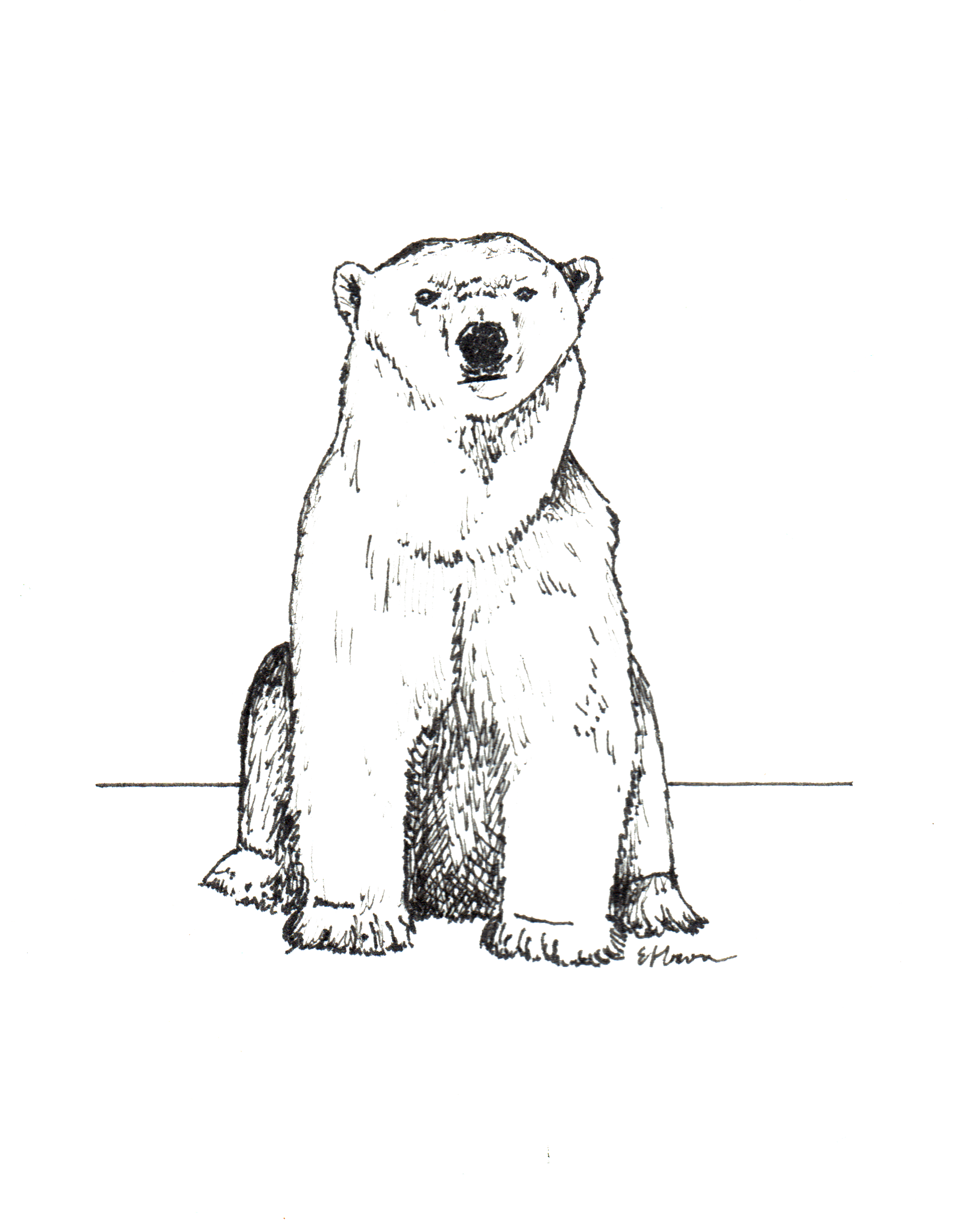 polar bear.png