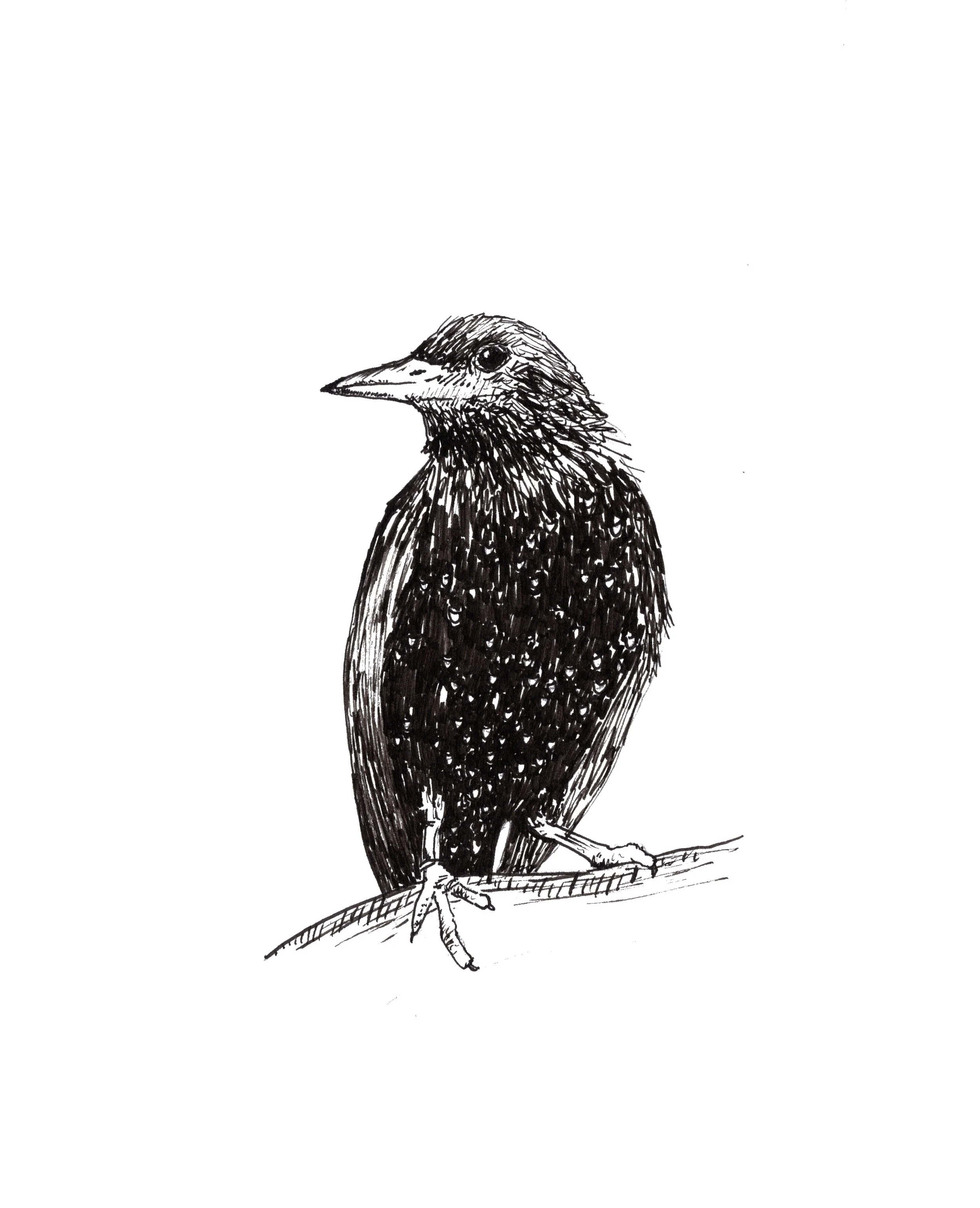 starling.jpg