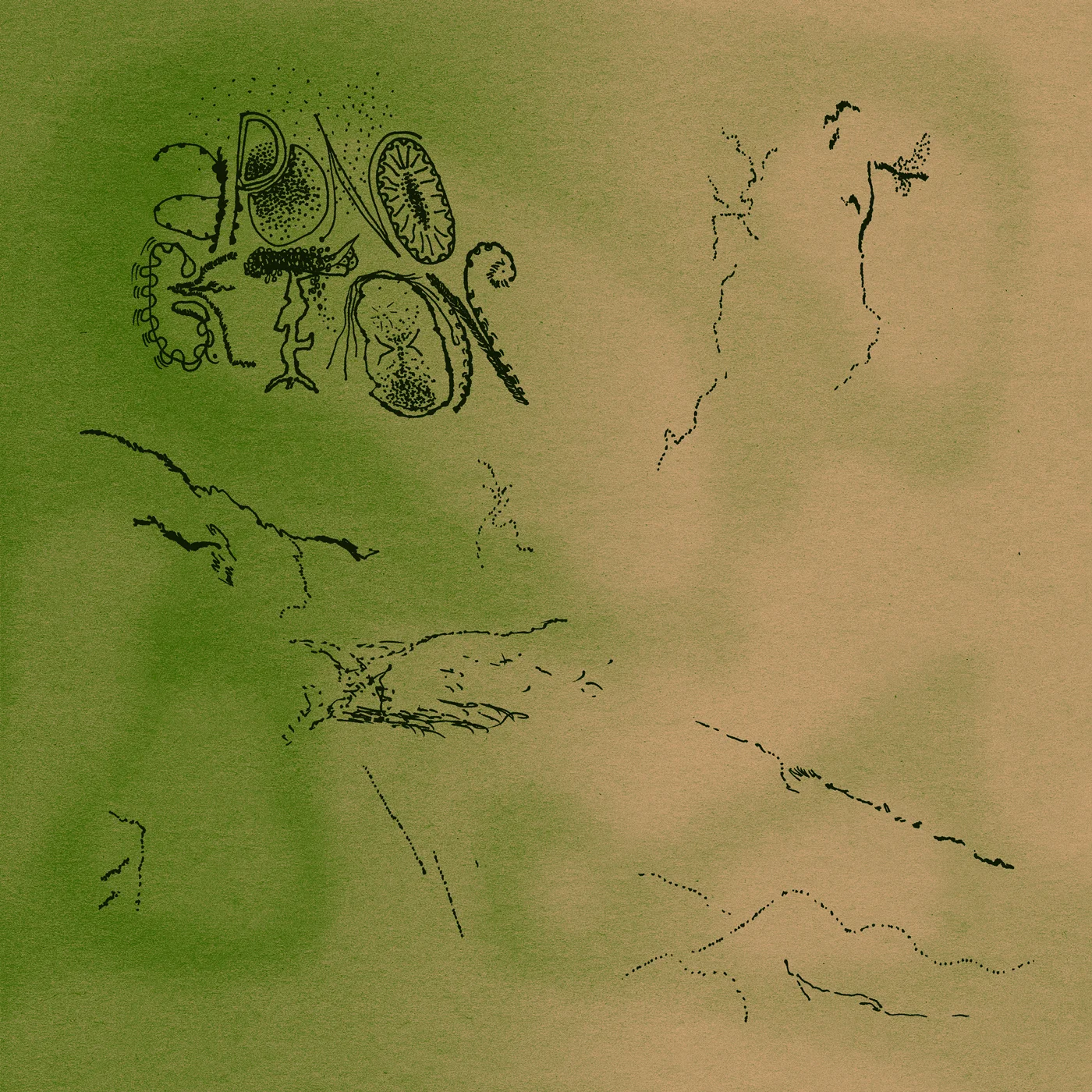 Aponogeton - A Place of Solace