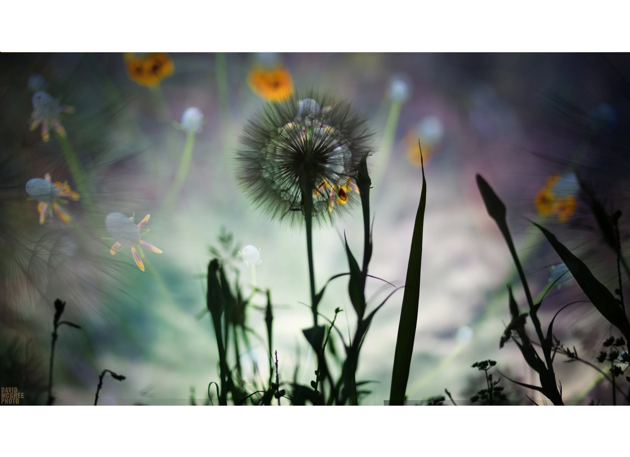McGhee Spring Three.jpg