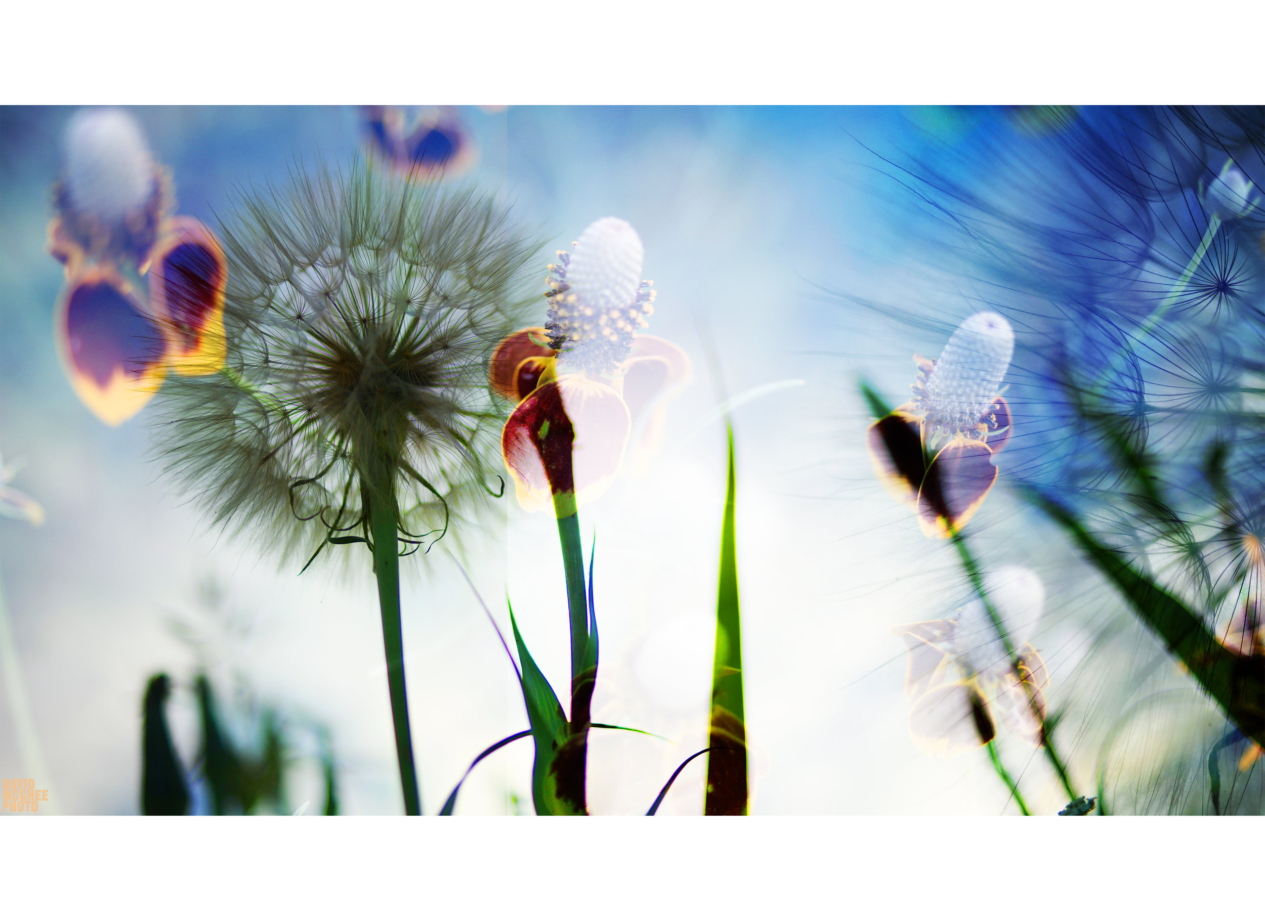 McGhee Spring Two.jpg