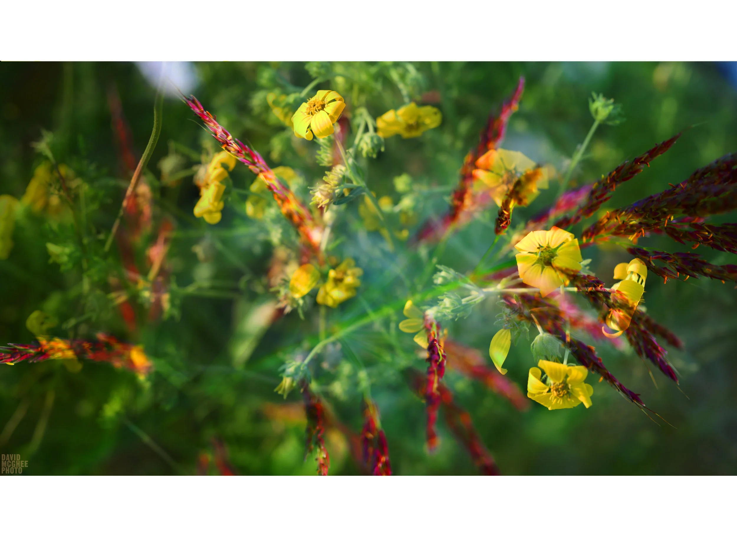 McGhee Spring Four.jpg