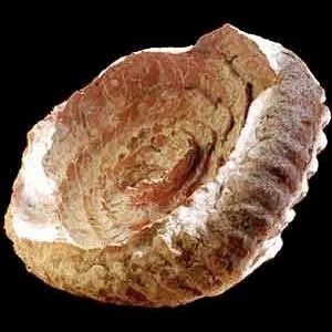 Chunky Shell Form