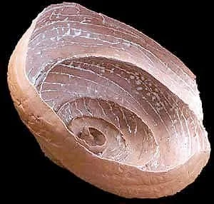 Open Shell Form