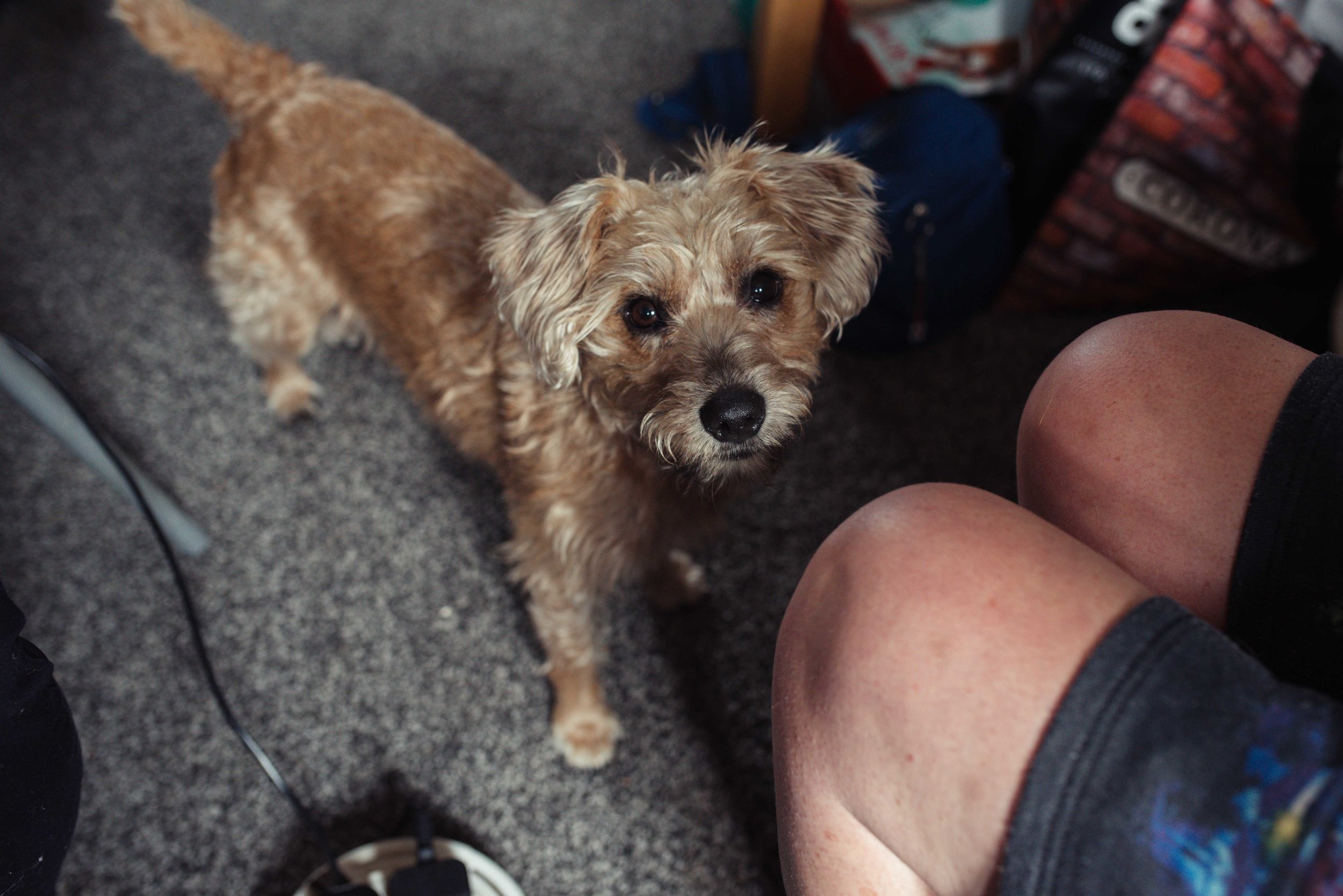 A dog sits on the floor next to the bride while she's getting her hair done