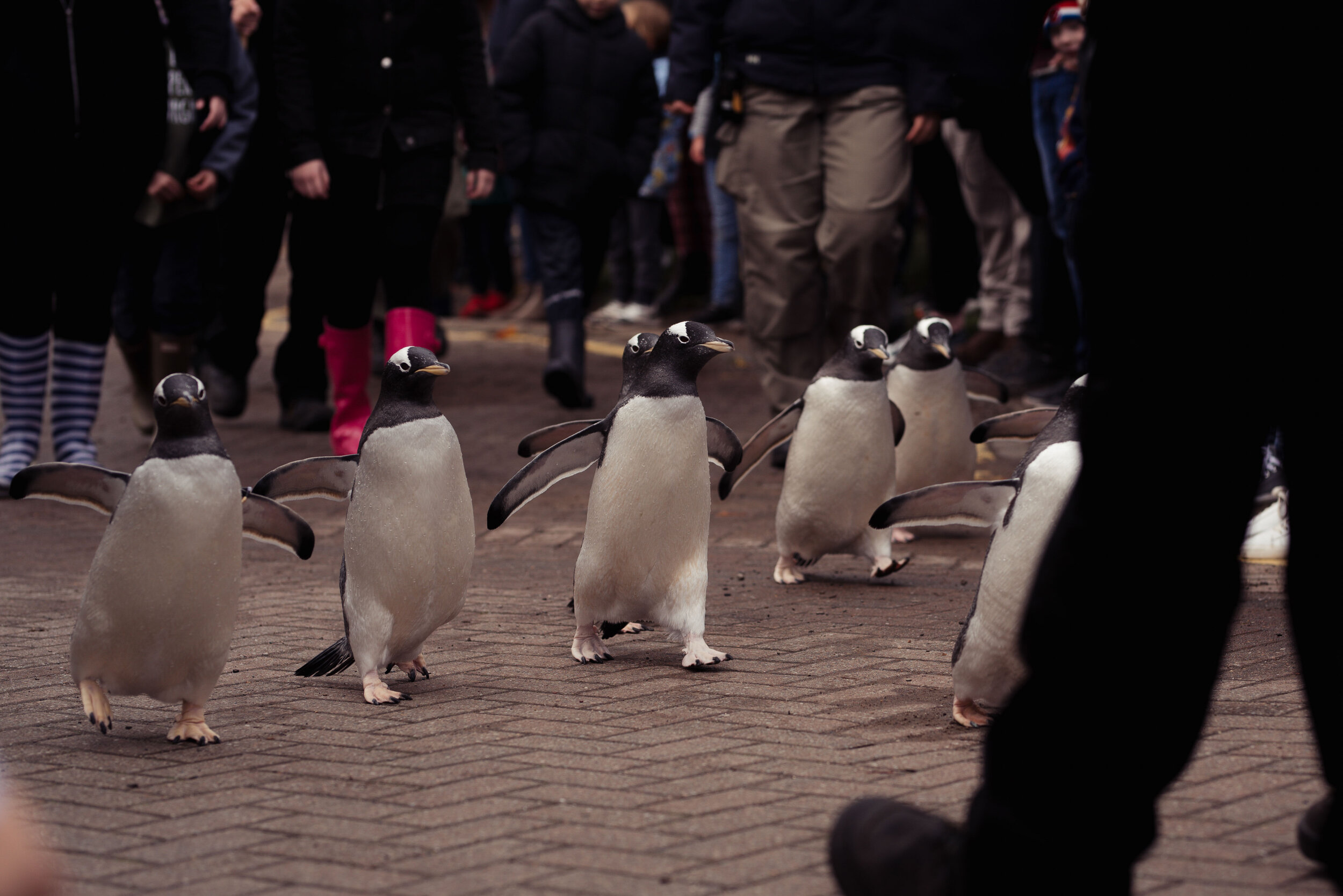 Penguins at Edinburgh Zoo