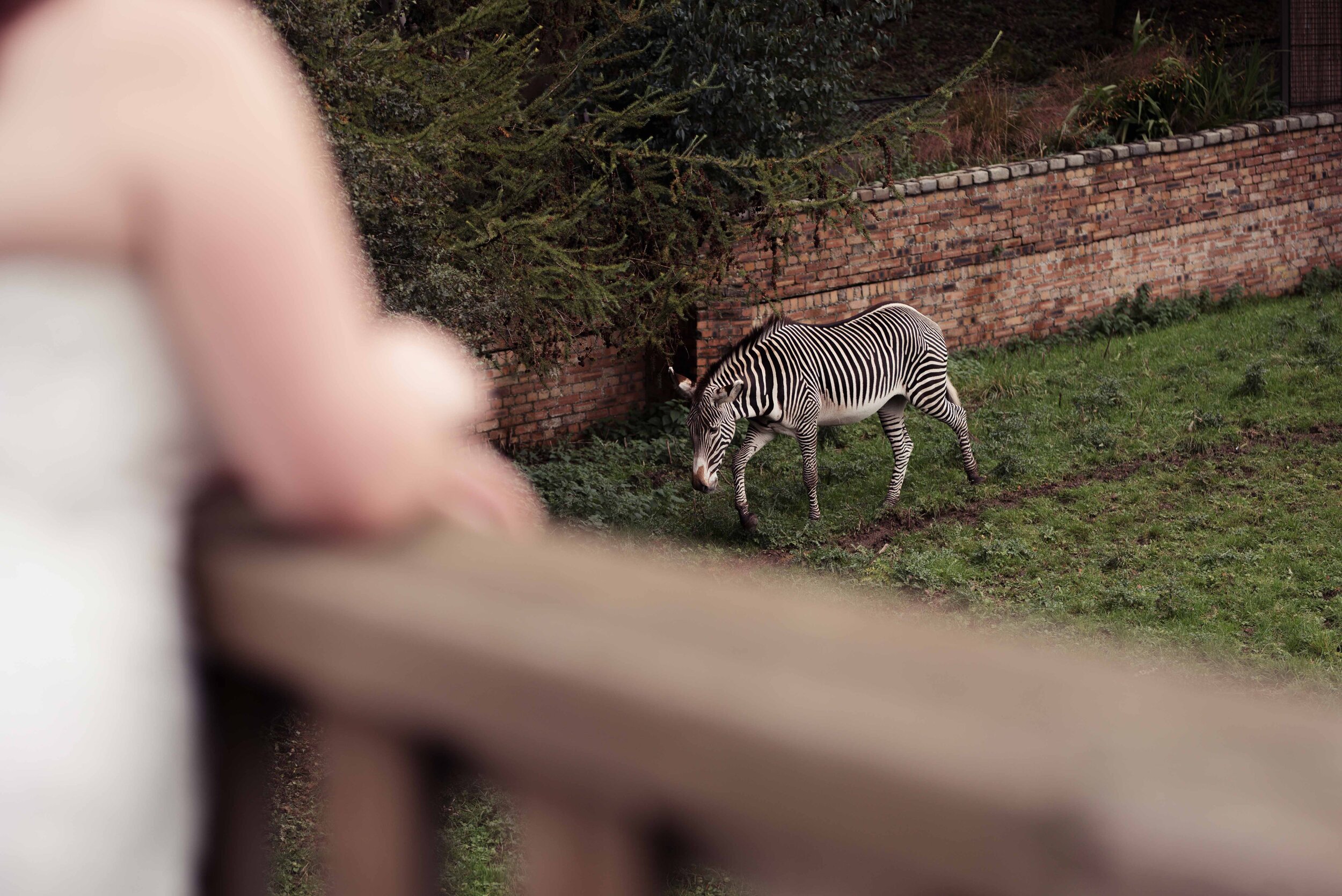 Zebra at Edinburgh Zoo