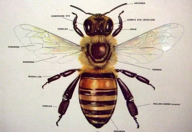 Photo Source: https://www.benefits-of-honey.com/images/honey_bee_body_parts.jpg