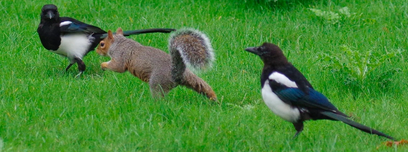 Magpie_wide.jpg