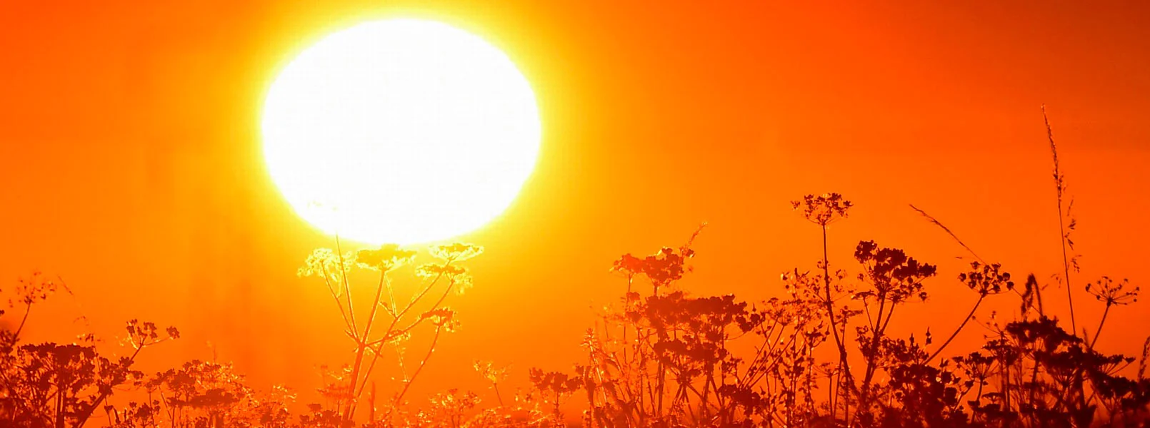 Heatwave_wide.jpg
