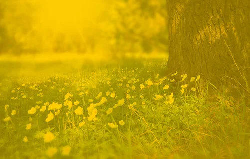 spring-tree-flowers-meadow-60006_green.jpg