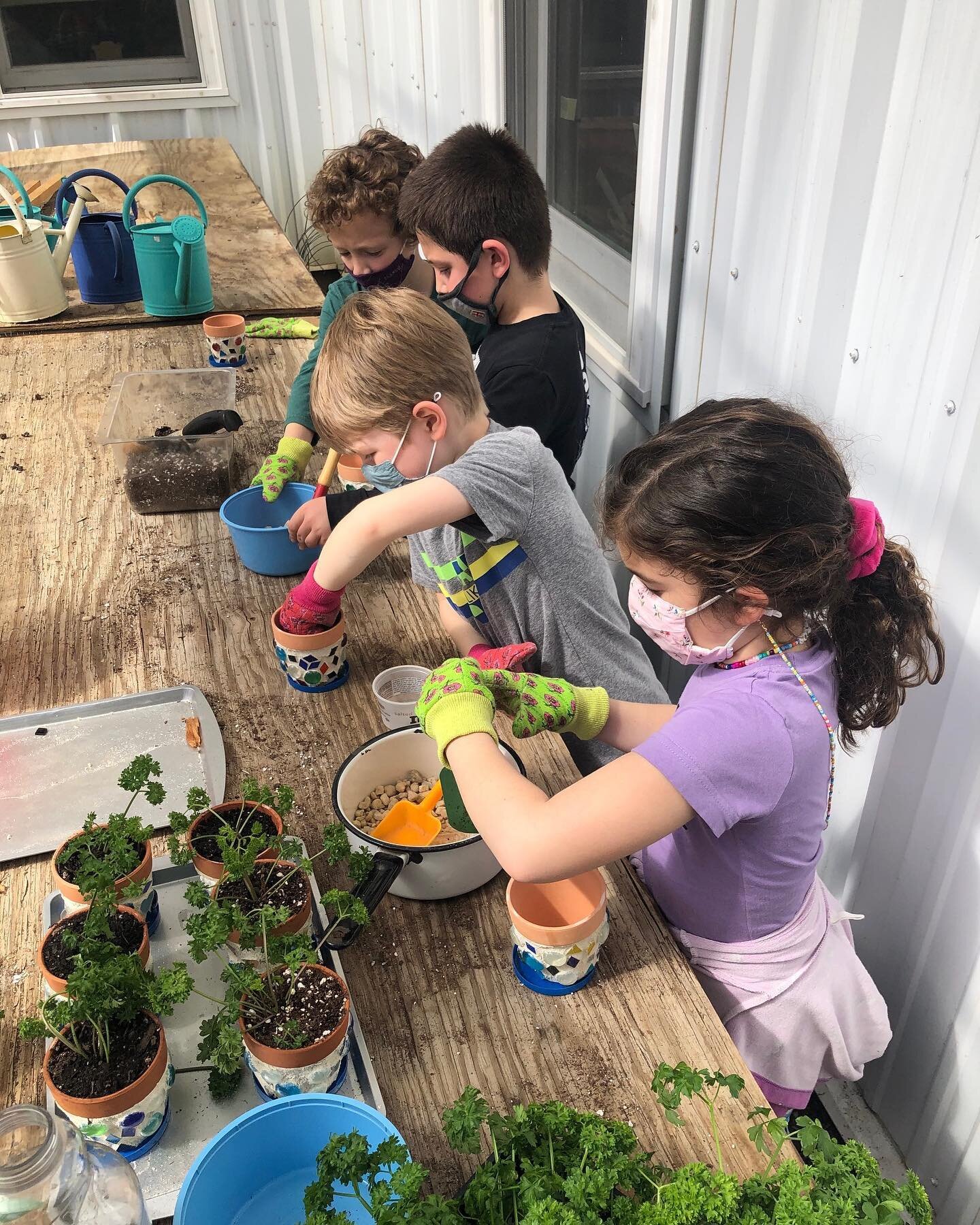 Art, Science, and Judaism all in one. 🪴🌱

First Graders have been creating, growing, and planting to prepare their Parsley Planter for the Seder Table at home.