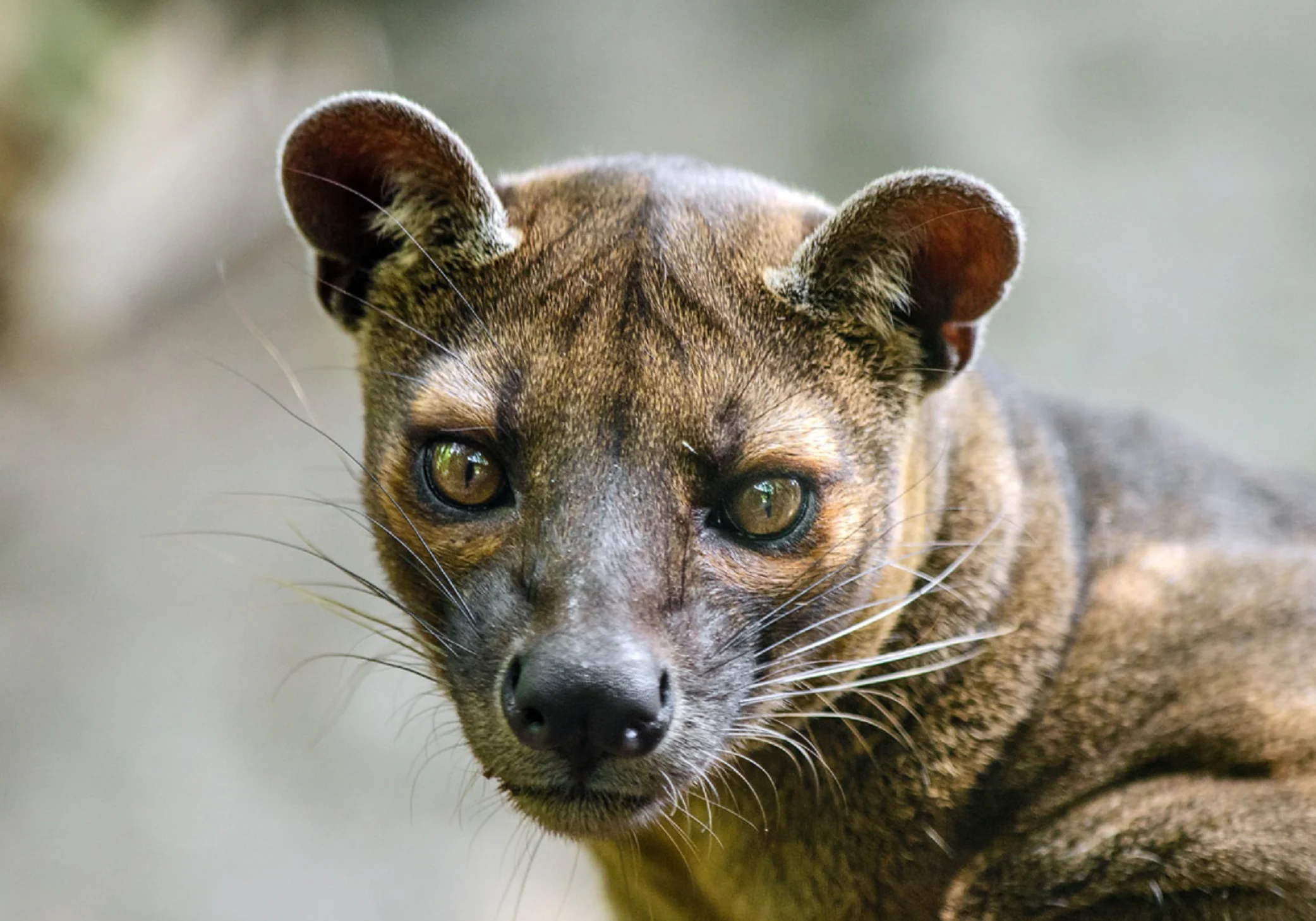 Fossa.jpg