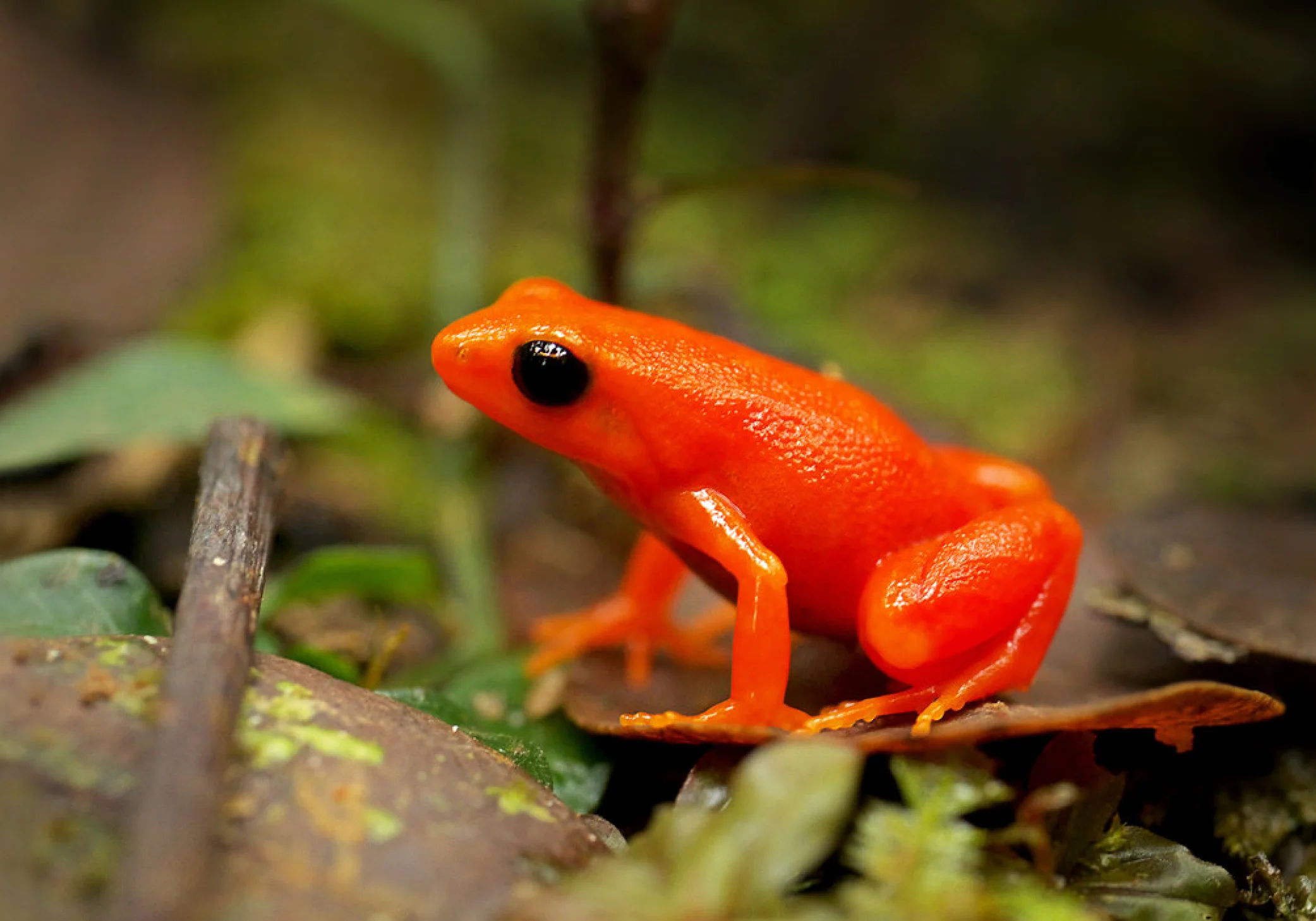 Frog.jpg
